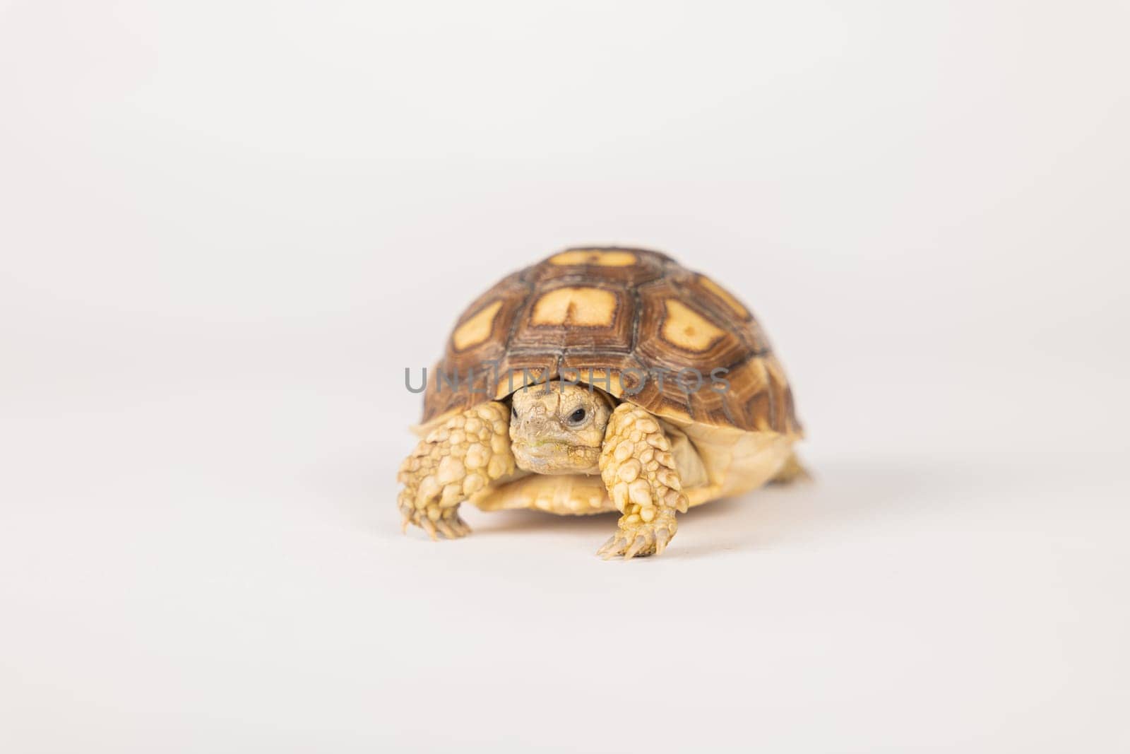 In this isolated portrait, a little African spurred tortoise, known as the sulcata tortoise, reveals the beauty of its unique design against a white background. by Sorapop