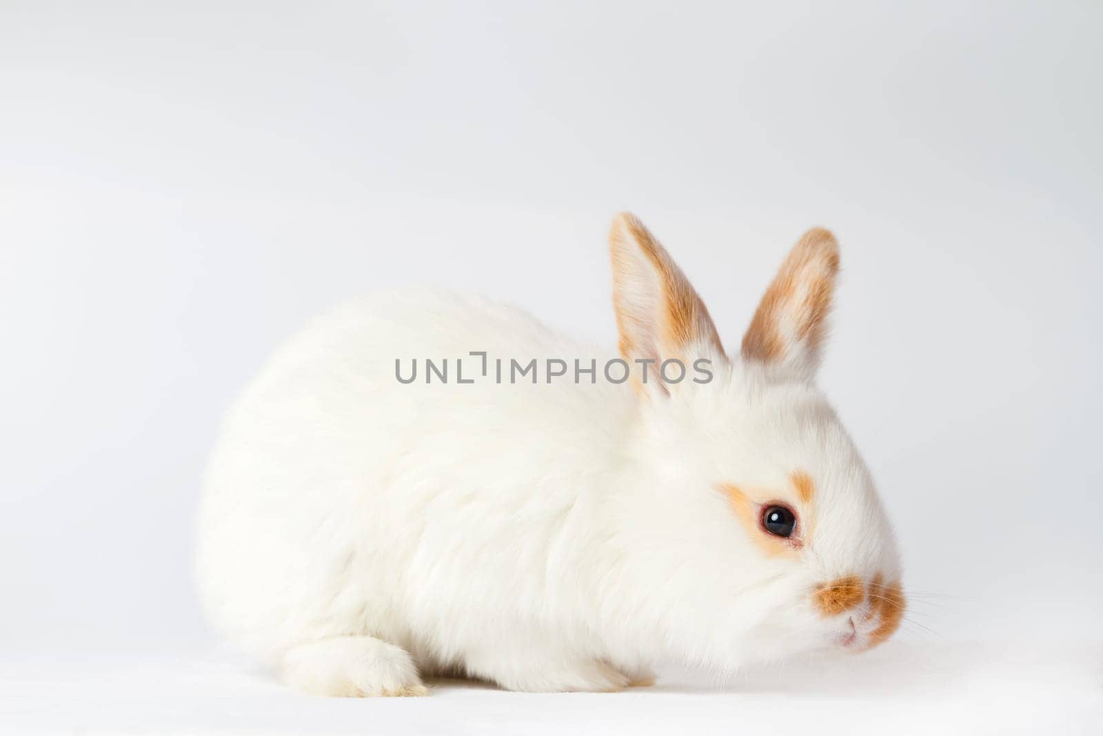 cute bunny on white background by drakuliren