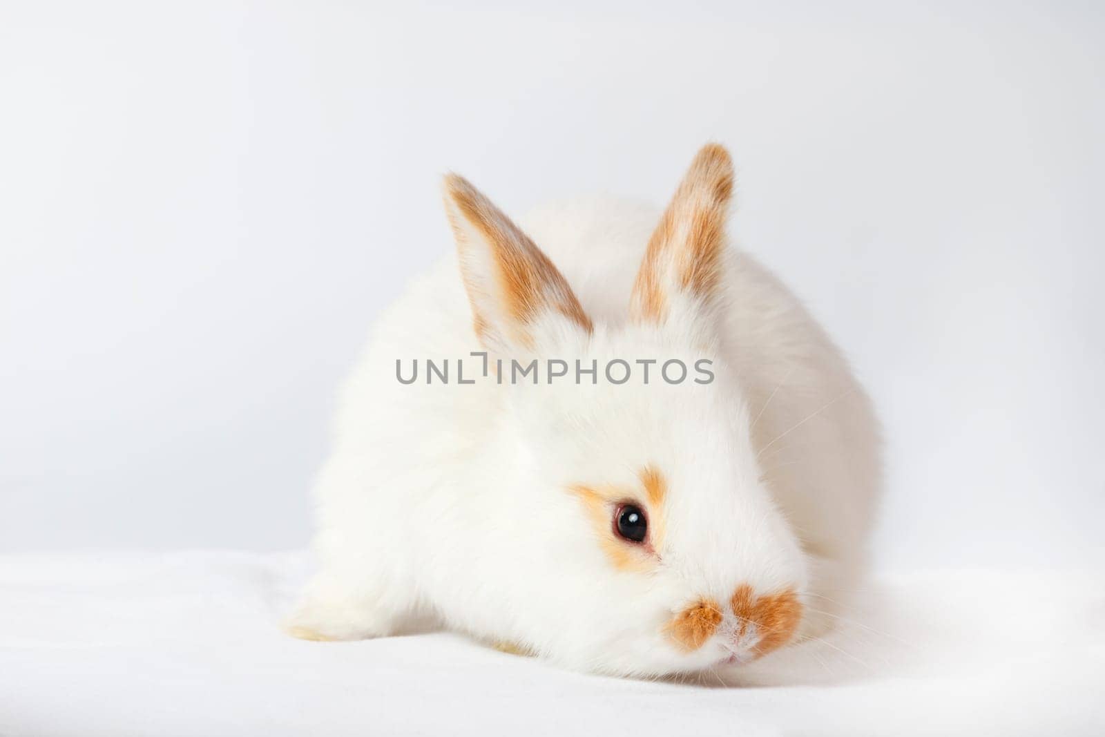rabbit with glasses on a white background, baby animals