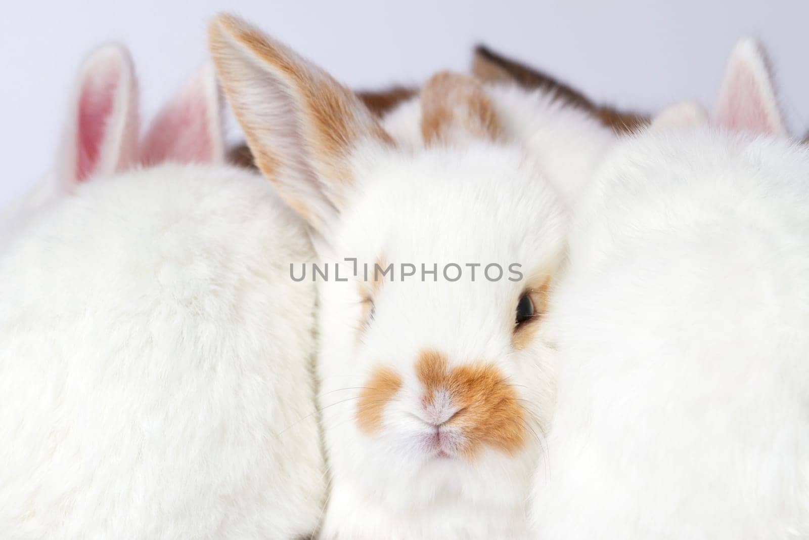 rabbits huddled closely together by drakuliren