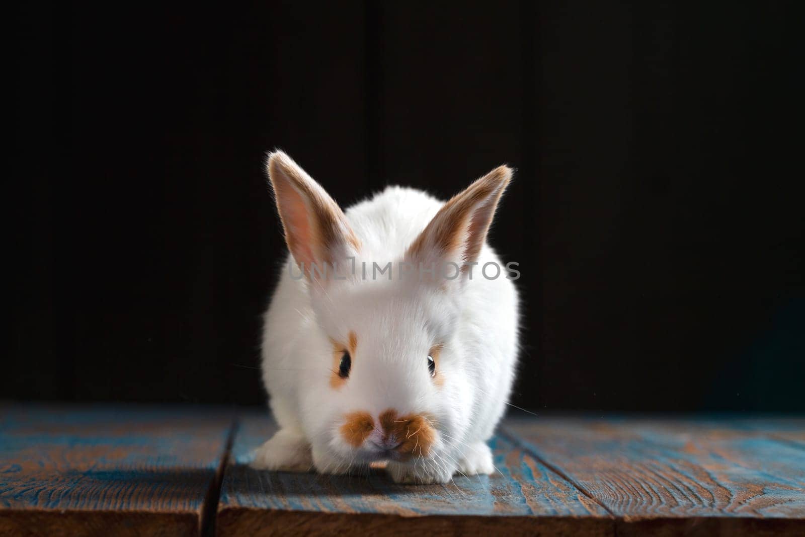 white cute rabbit in a dark room, baby animals