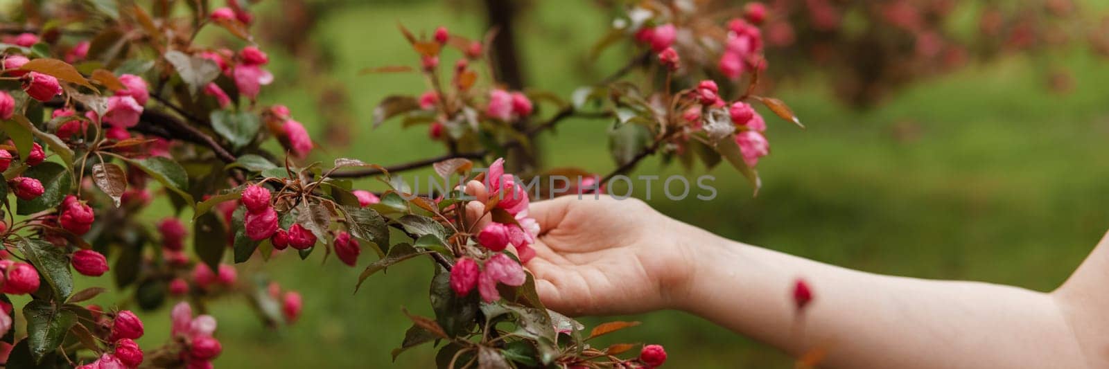 Pink flowers of a blossoming apple tree in a woman's hand. by Annu1tochka
