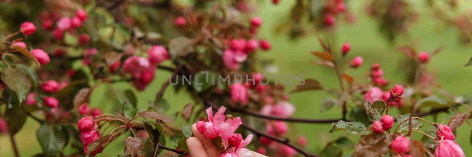 Pink flowers of a blossoming apple tree in a woman's hand. by Annu1tochka