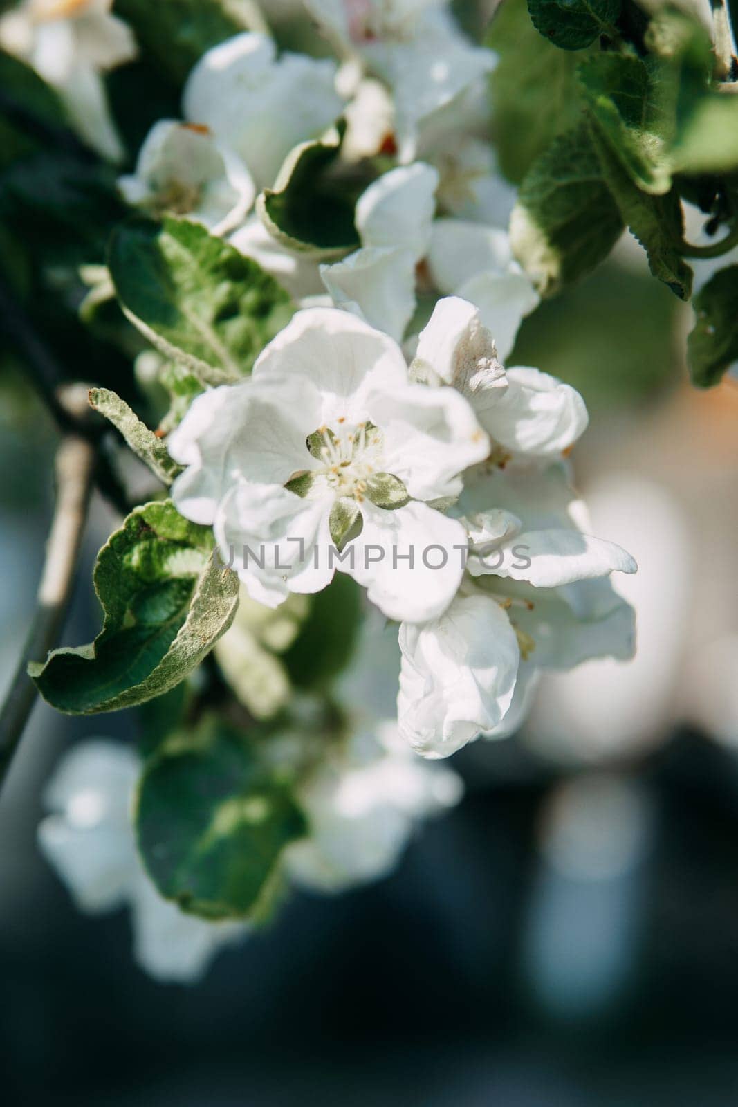 Blooming Apple tree branches with white flowers close-up. by Annu1tochka