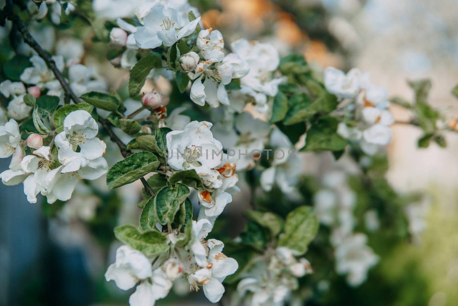 Blooming Apple tree branches with white flowers close-up, spring nature background