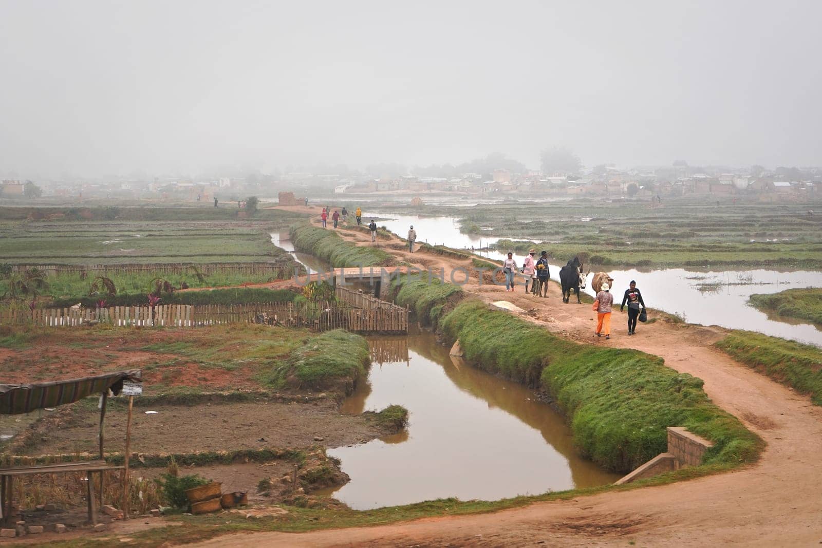 Antananarivo, Madagascar - May 07, 2019: Unknown Malagasy people and their zebu cattle walking over muddy flooded rice fields through clay road, fog in distance covers houses by Ivanko