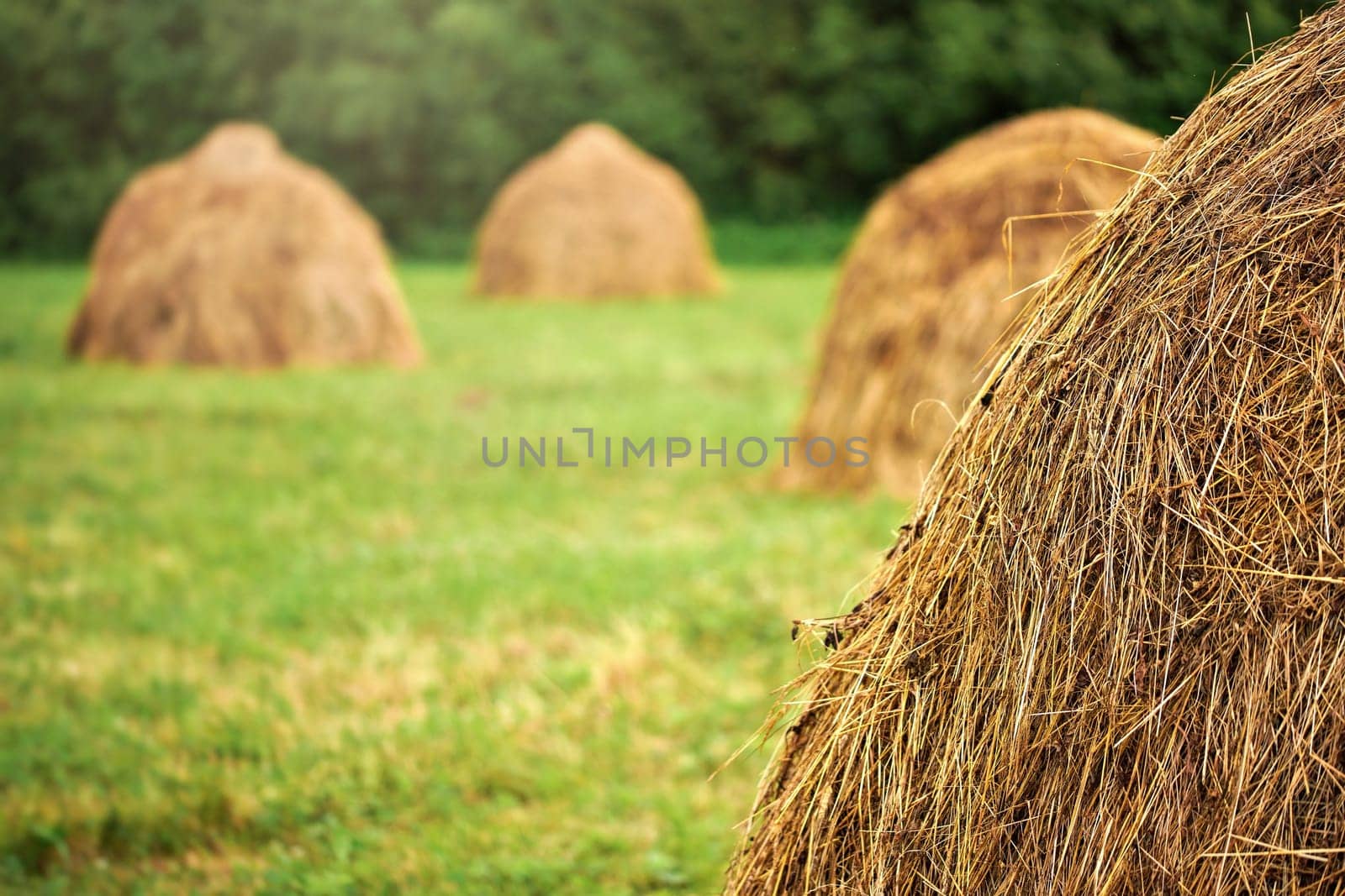 Dry straw haystacks on a green meadow, blurred trees in background by Ivanko