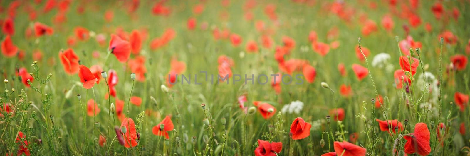Wild red poppies growing in green wheat. Wide banner with shallow depth of field, only front flowers in focus by Ivanko