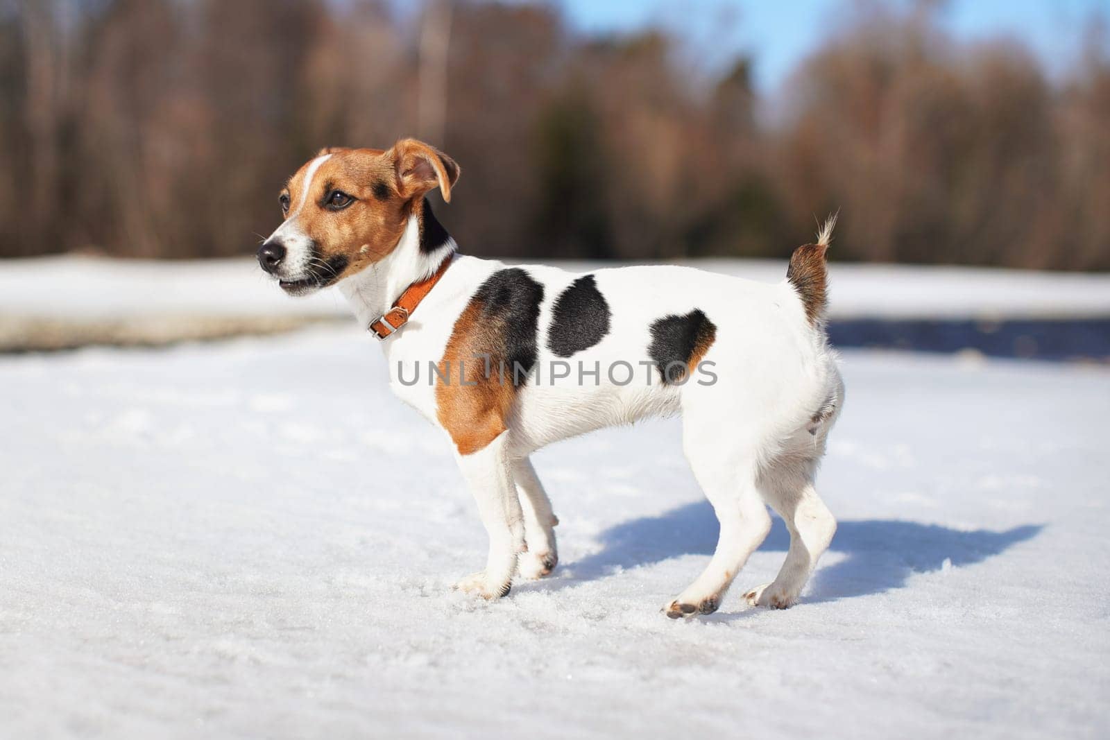 Young Jack Russell terrier walking on melting snow covered river during sunny spring day