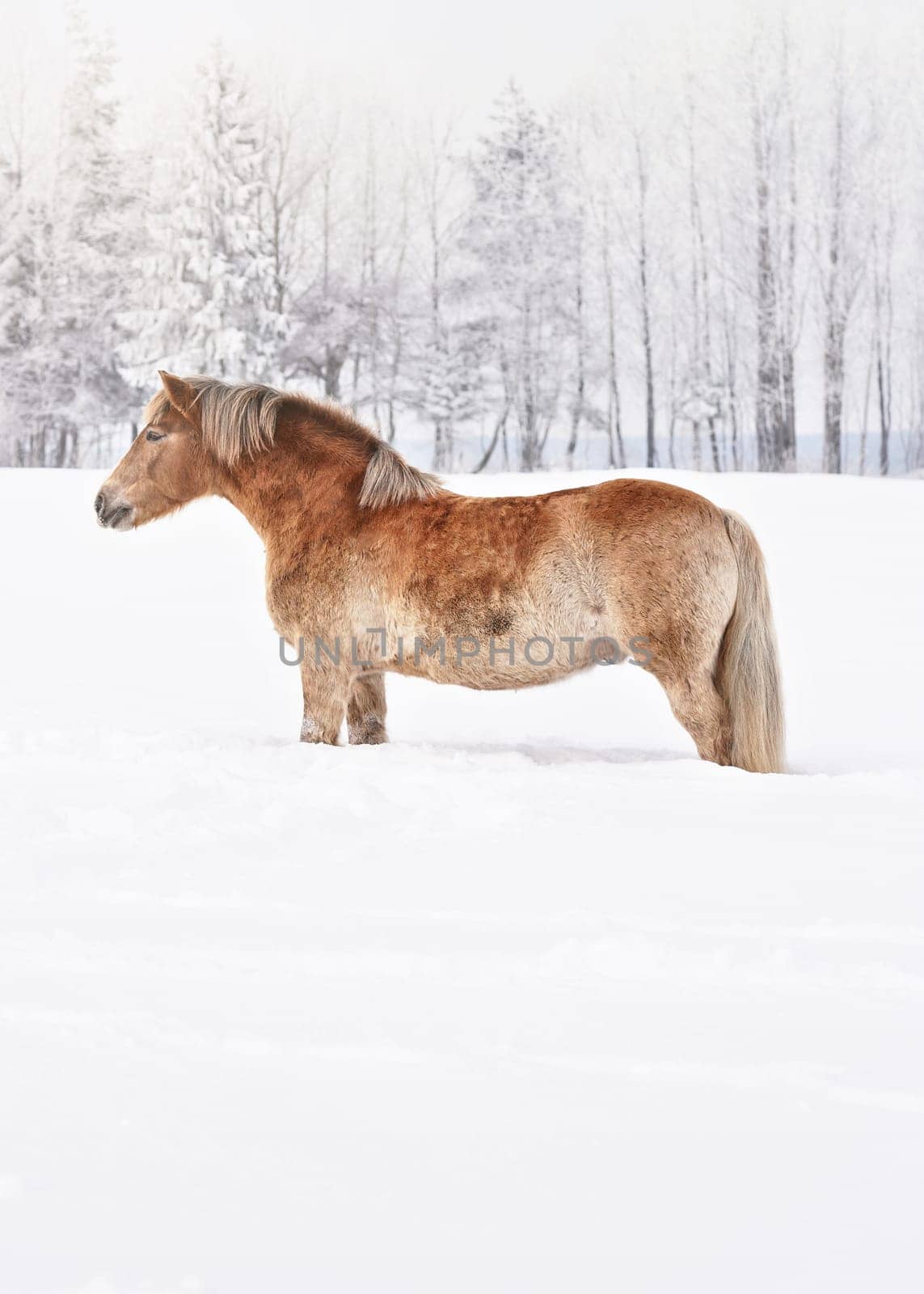 Light brown haflinger horse standing on snow covered field in winter, blurred trees background, space for text lower part