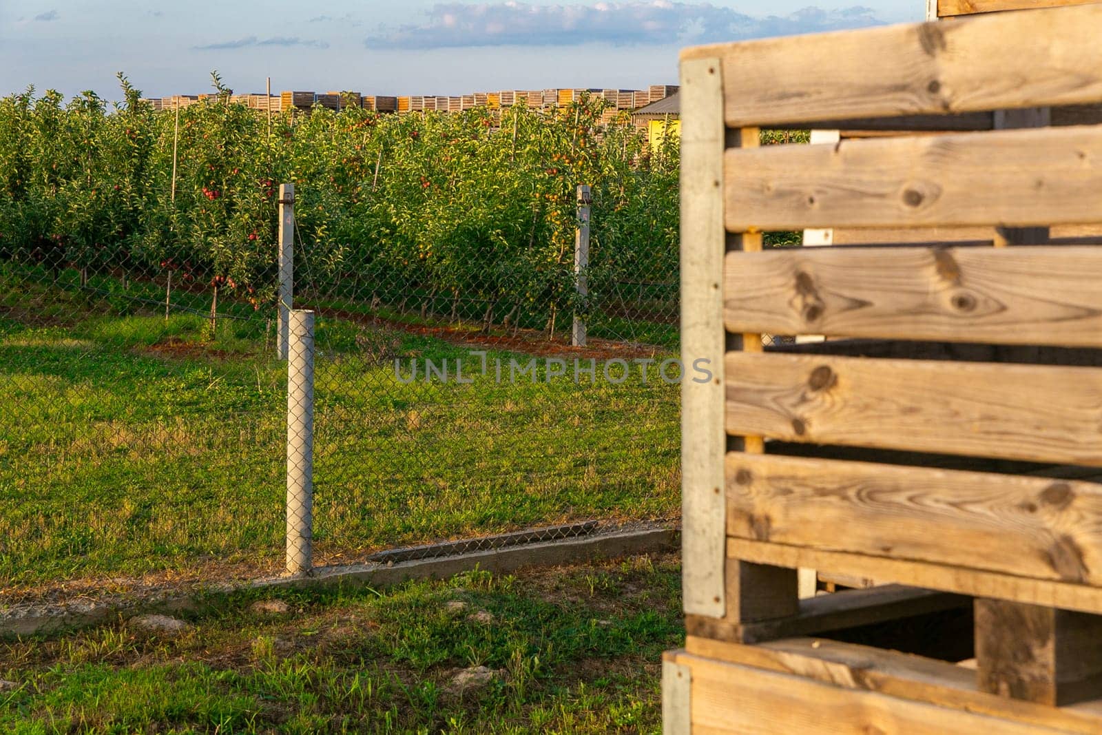 A large stack of wooden boxes for picking apples in an apple orchard on a Belarusian farm.