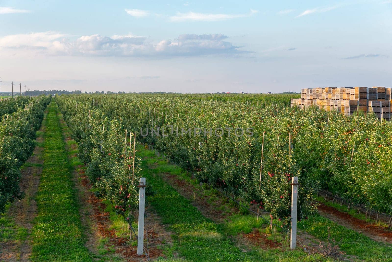 A large stack of wooden boxes for picking apples in an apple orchard on a Belarusian farm.