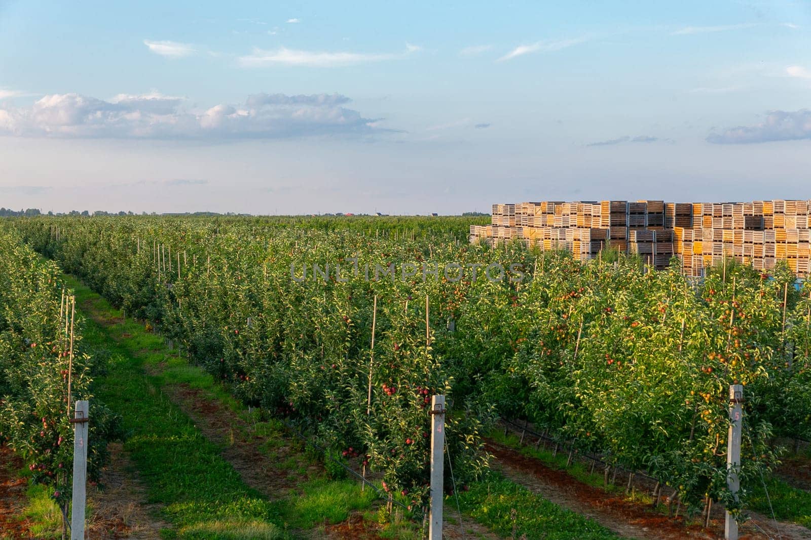 A large stack of wooden boxes for picking apples in an apple orchard on a Belarusian farm.