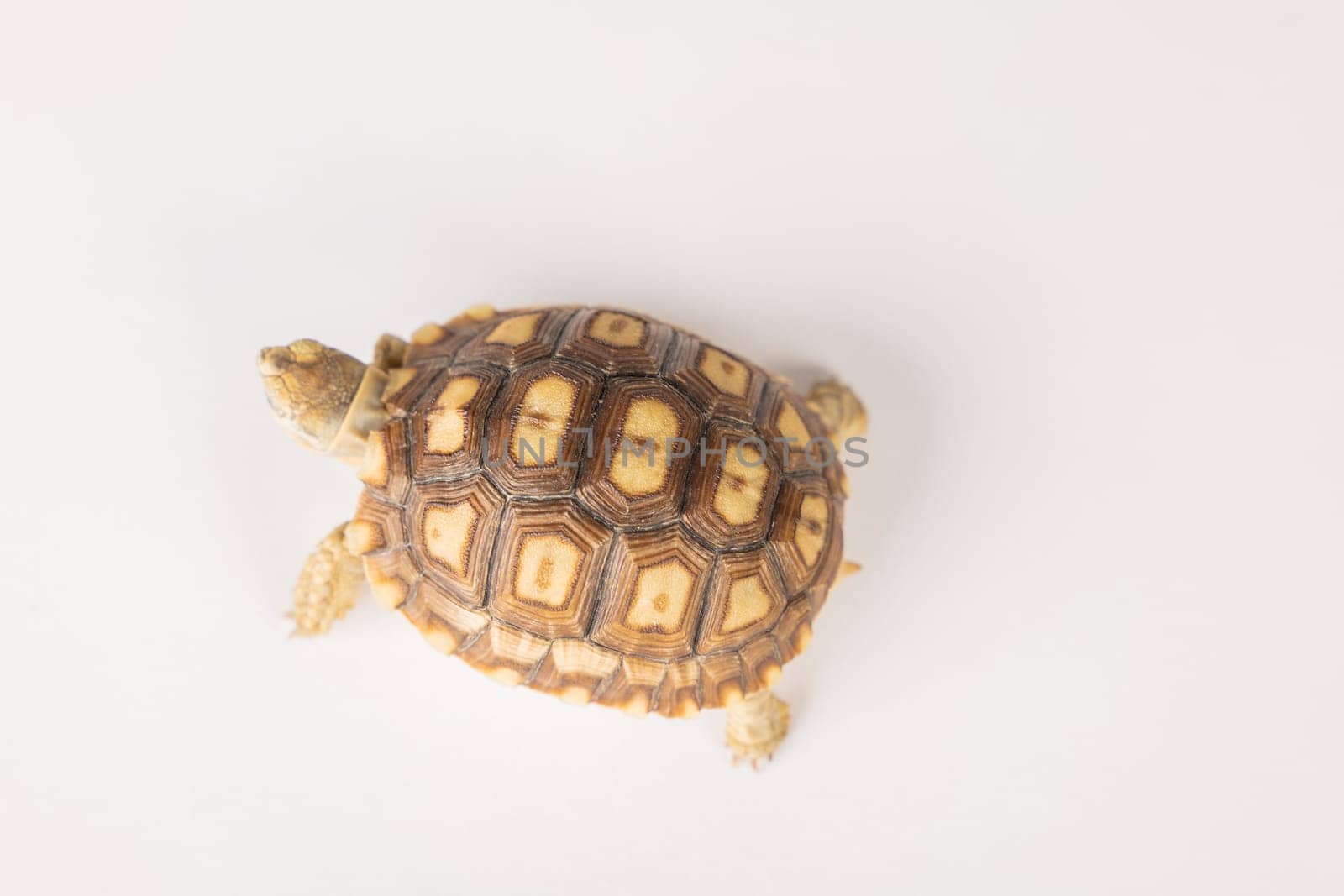 In this isolated portrait, a little African spurred tortoise reveals the beauty of its unique design and cute features against a white background.