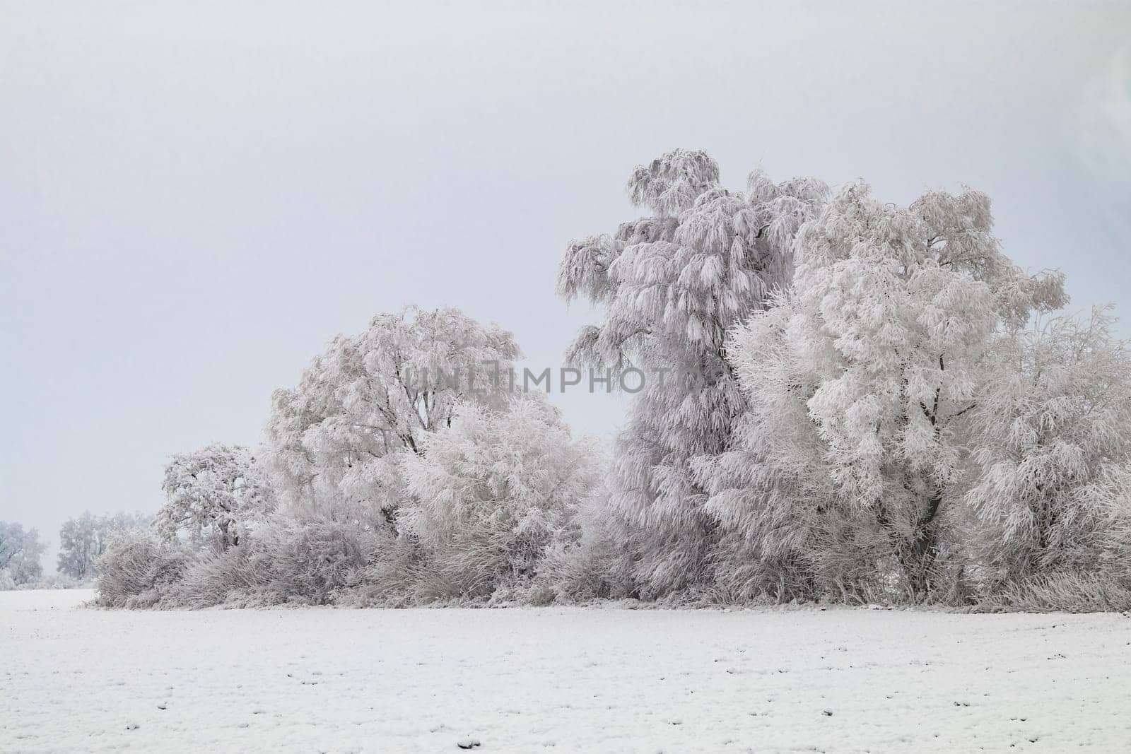 Icy bushes and trees behind a snowy field in winter with icy cold in Germany
