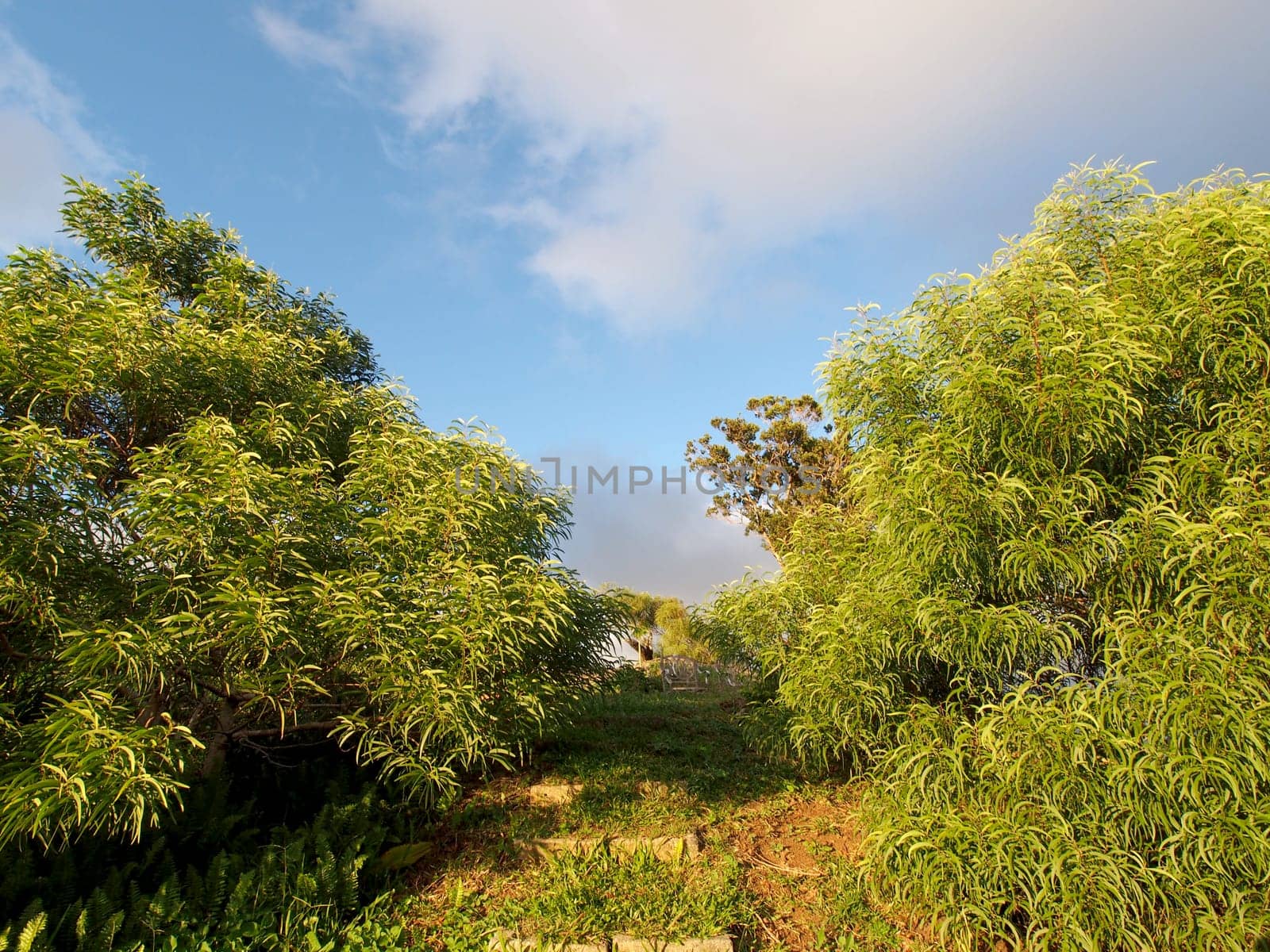 Vibrant and lush greenery under a partly cloudy sky at Tantalus, a scenic hilltop near Honolulu. The photo shows various types of vegetation, including trees and shrubs, and a clear path leading towards the background. The photo also shows a glimpse of the mountains in the distance under the clouds.