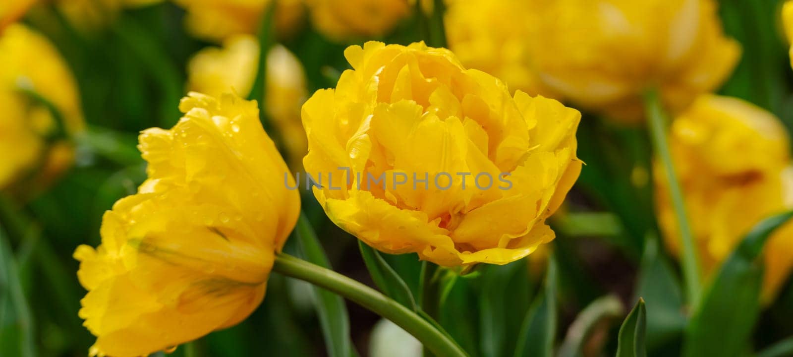 Yellow tulips spring blossoming , bokeh flower background, pastel and soft floral card, selective focus.