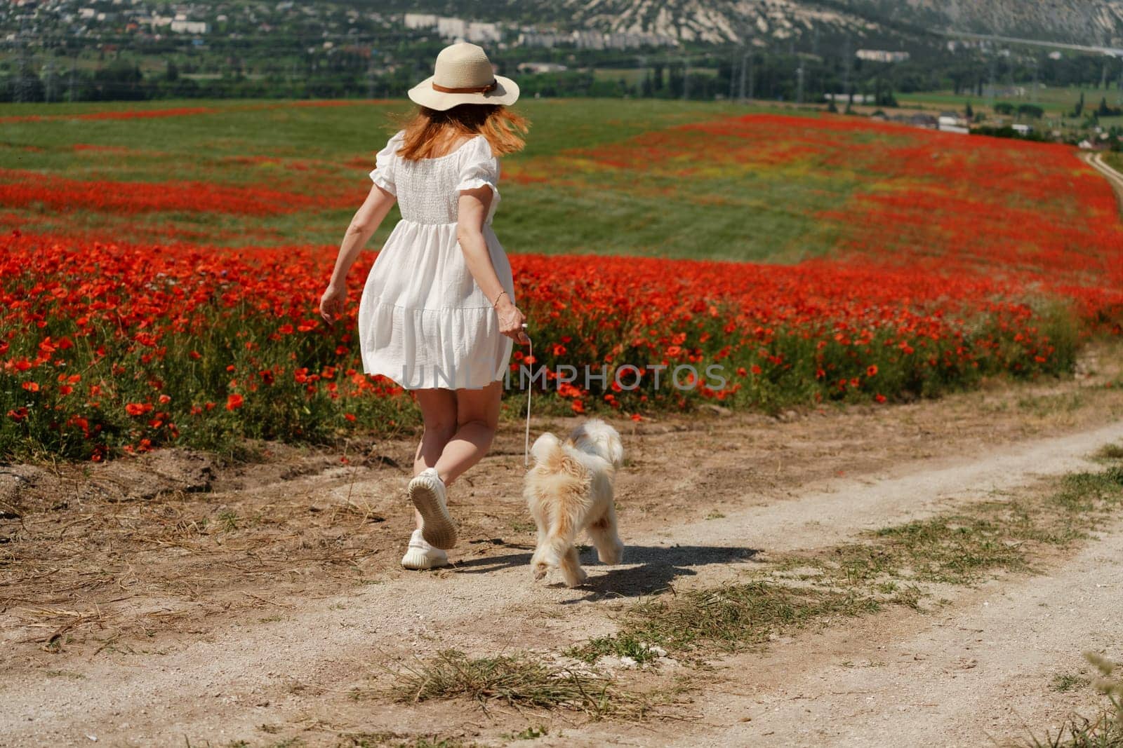 woman with dog. Happy woman walking with white dog the road along a blooming poppy field on a sunny day, She is wearing a white dress and a hat. On a walk with dog.