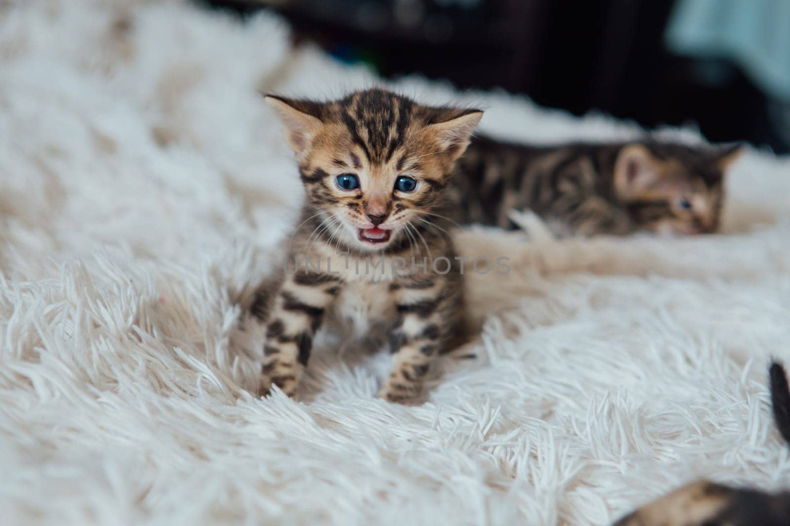 Little bengal kitten on the white fury blanket by Smile19