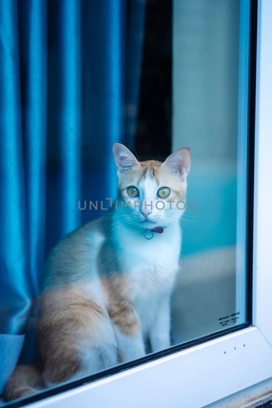 Serious cat sitting inside room looking out through big glass window, exploring world around.