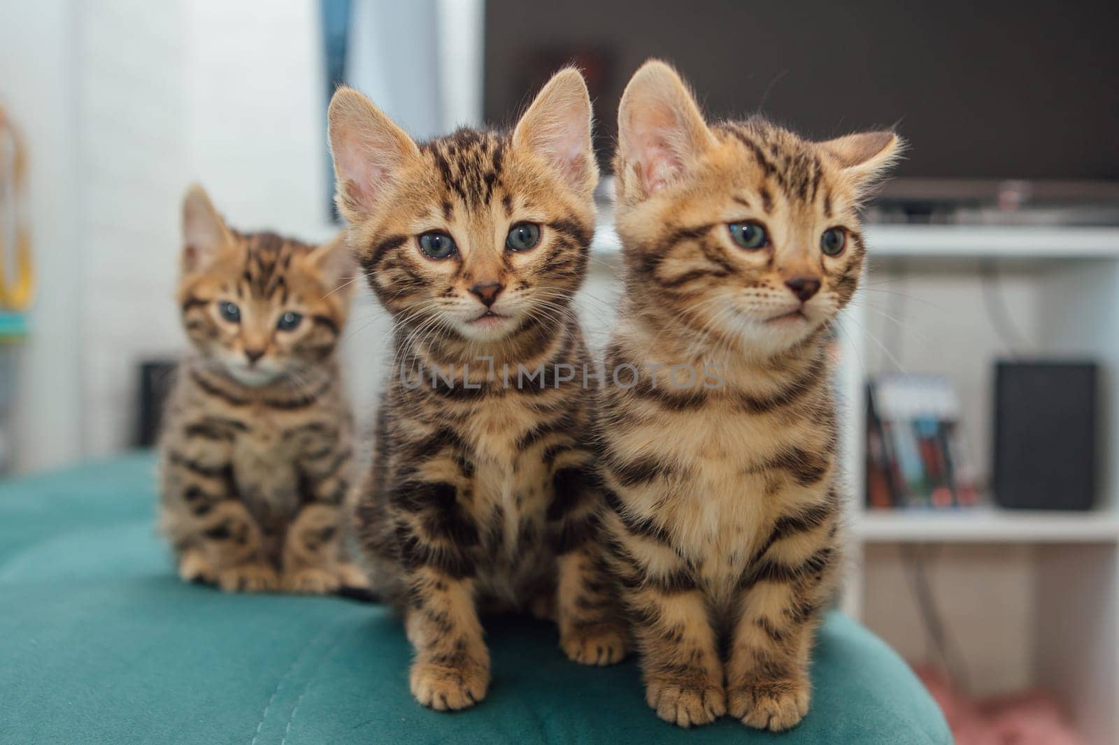 Bengal kittens sitting on the sofa in the house by Smile19