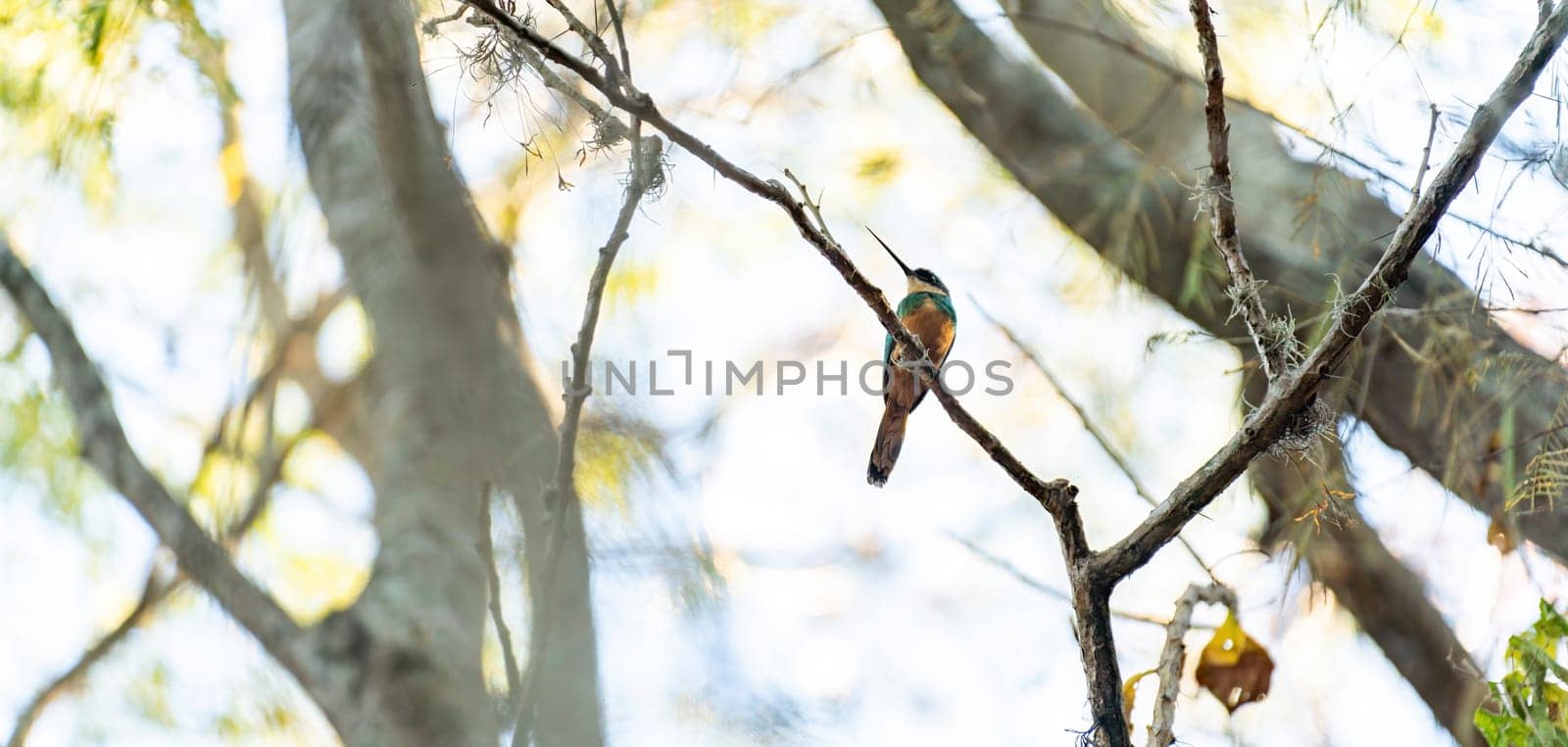 A colorful bird perches on a branch, bathed in gentle light through foliage.