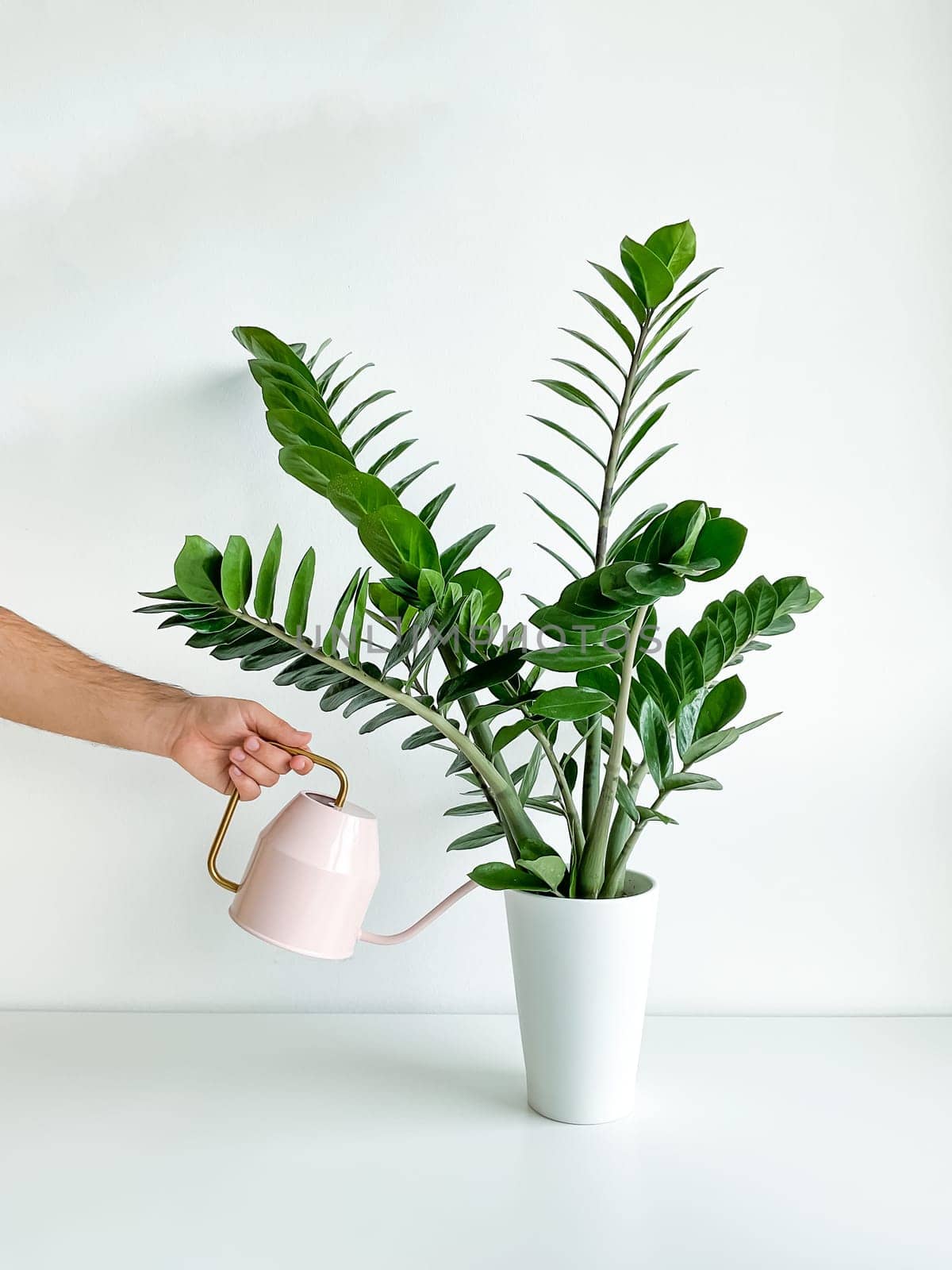 Cropped shot of a male hand watering a home plant in a flower pot with a pink watering can on a white table. Houseplant care. Minimalist interior. High quality photo