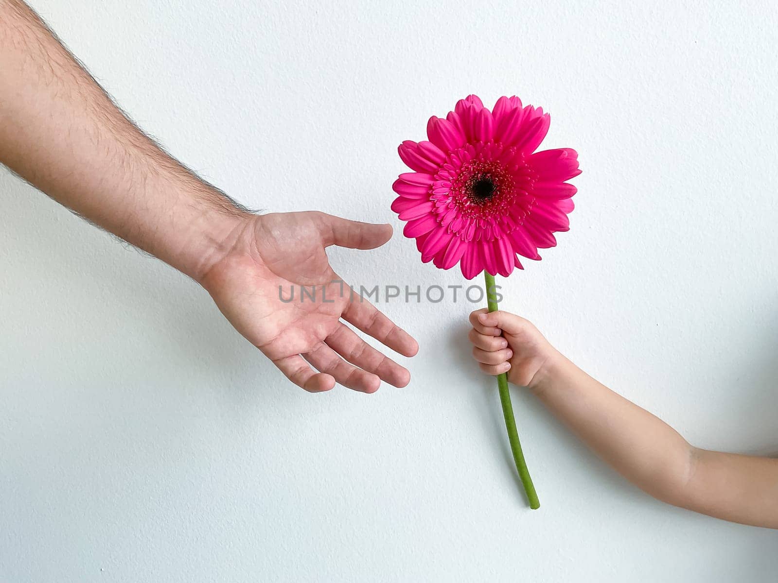 small child gives his father flower on white background. Fathers Day. holiday card concept with place for text. High quality photo