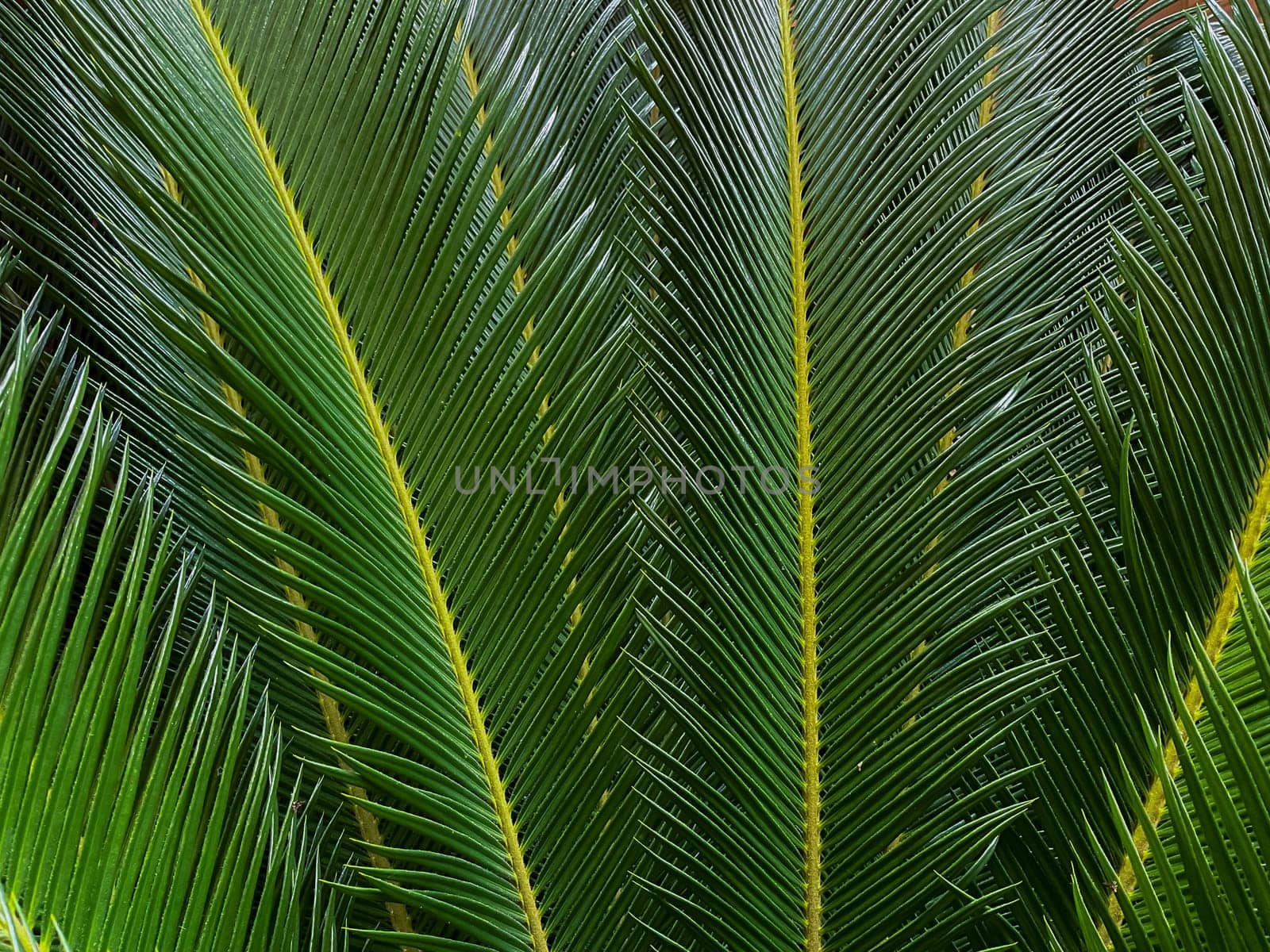 Close up of a green palm leaf. Natural background and texture. by Lunnica
