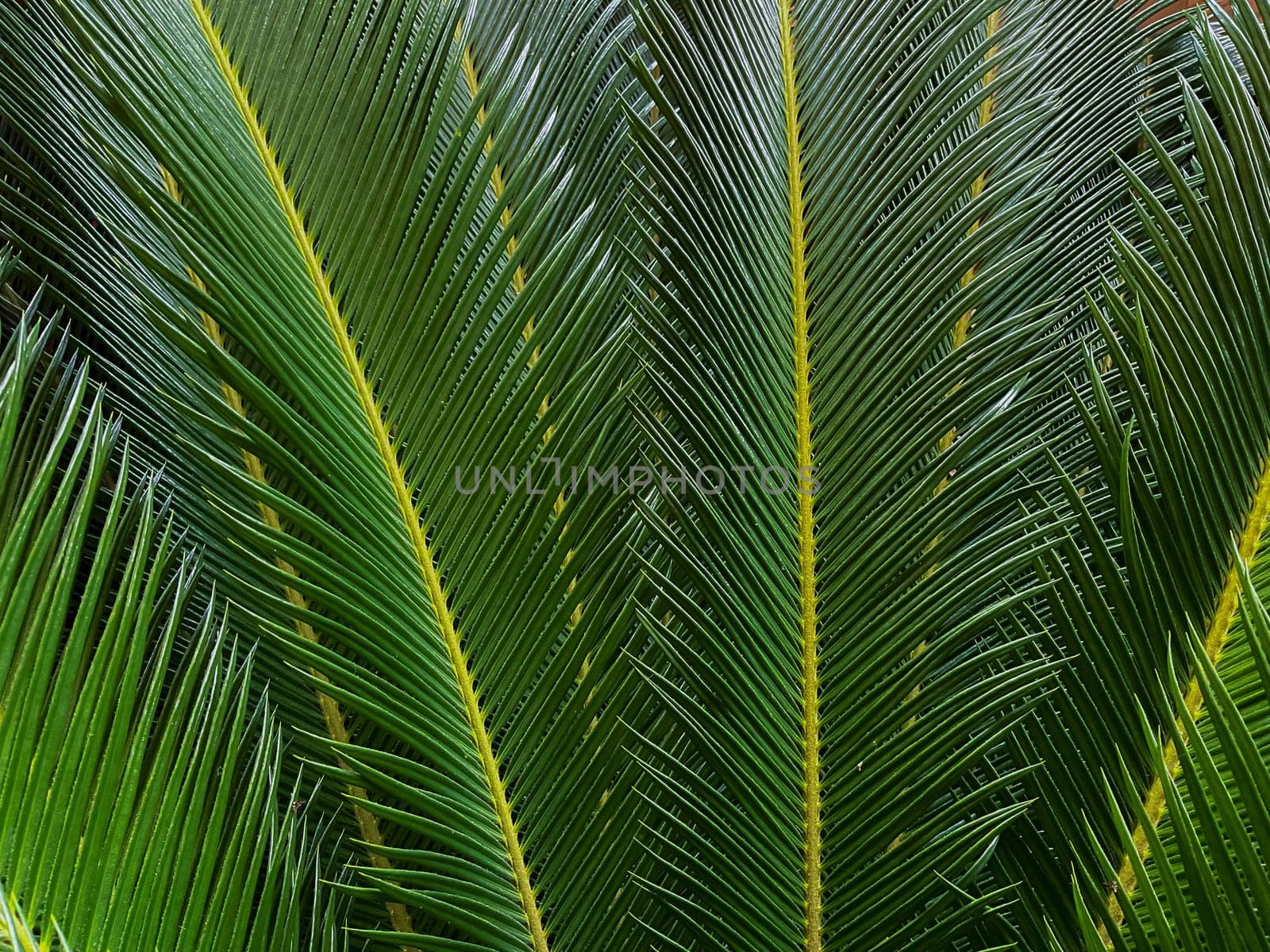 Close up of a green palm leaf. Natural background and texture. High quality photo