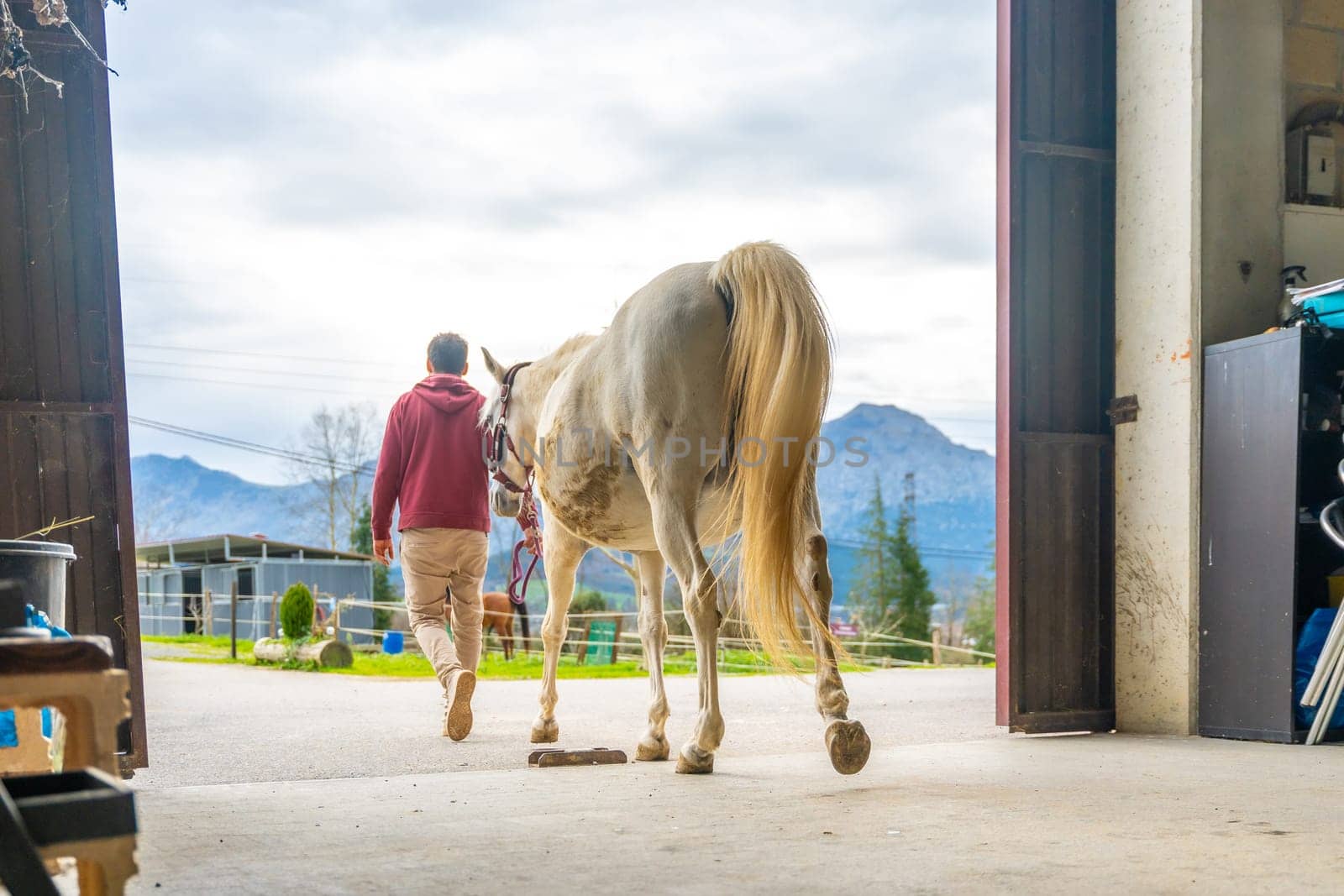 Rear view of a male horse trainer carrying a white horse outside the stable