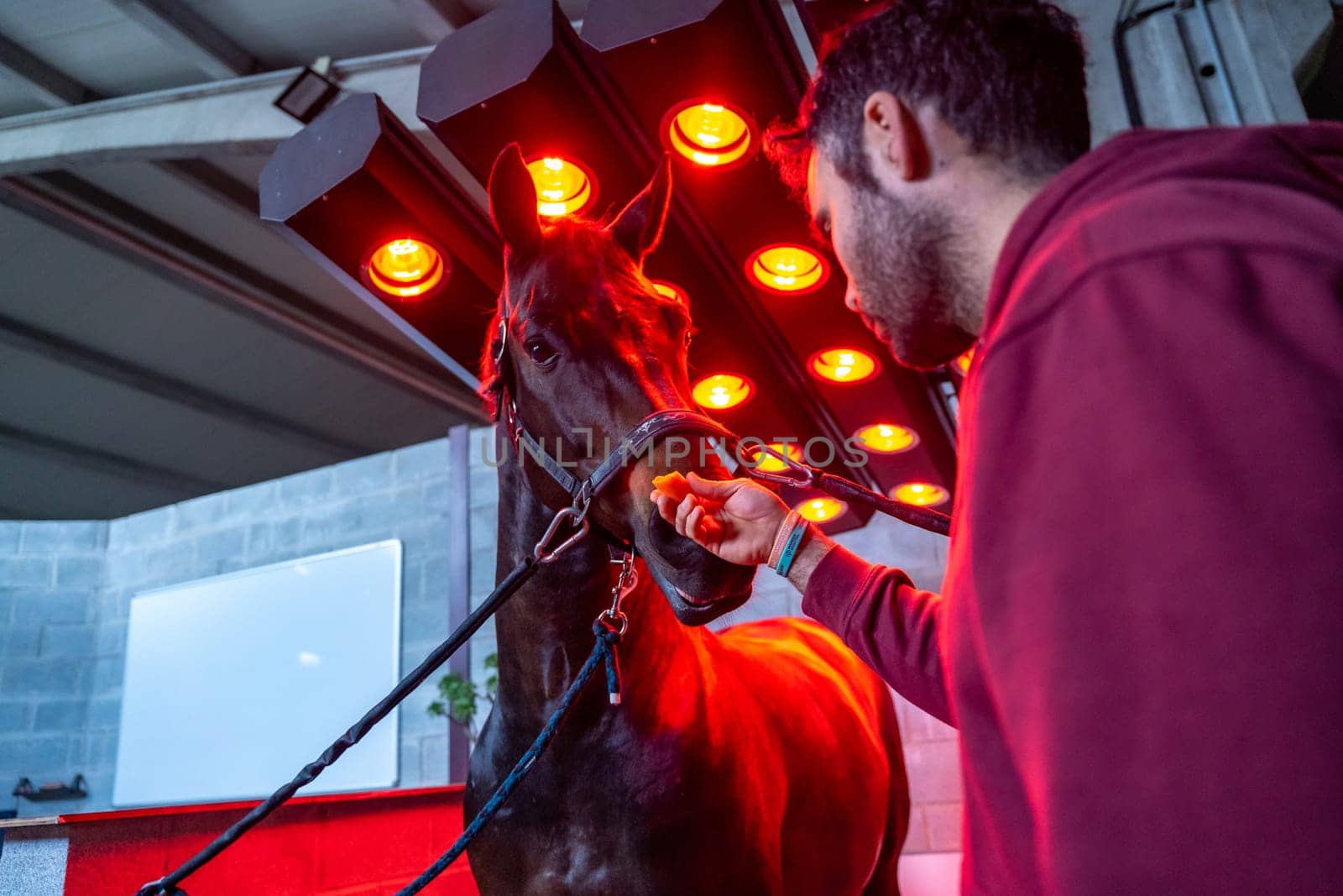 Horse drying under the lights of an equestrian solarium and a man petting it