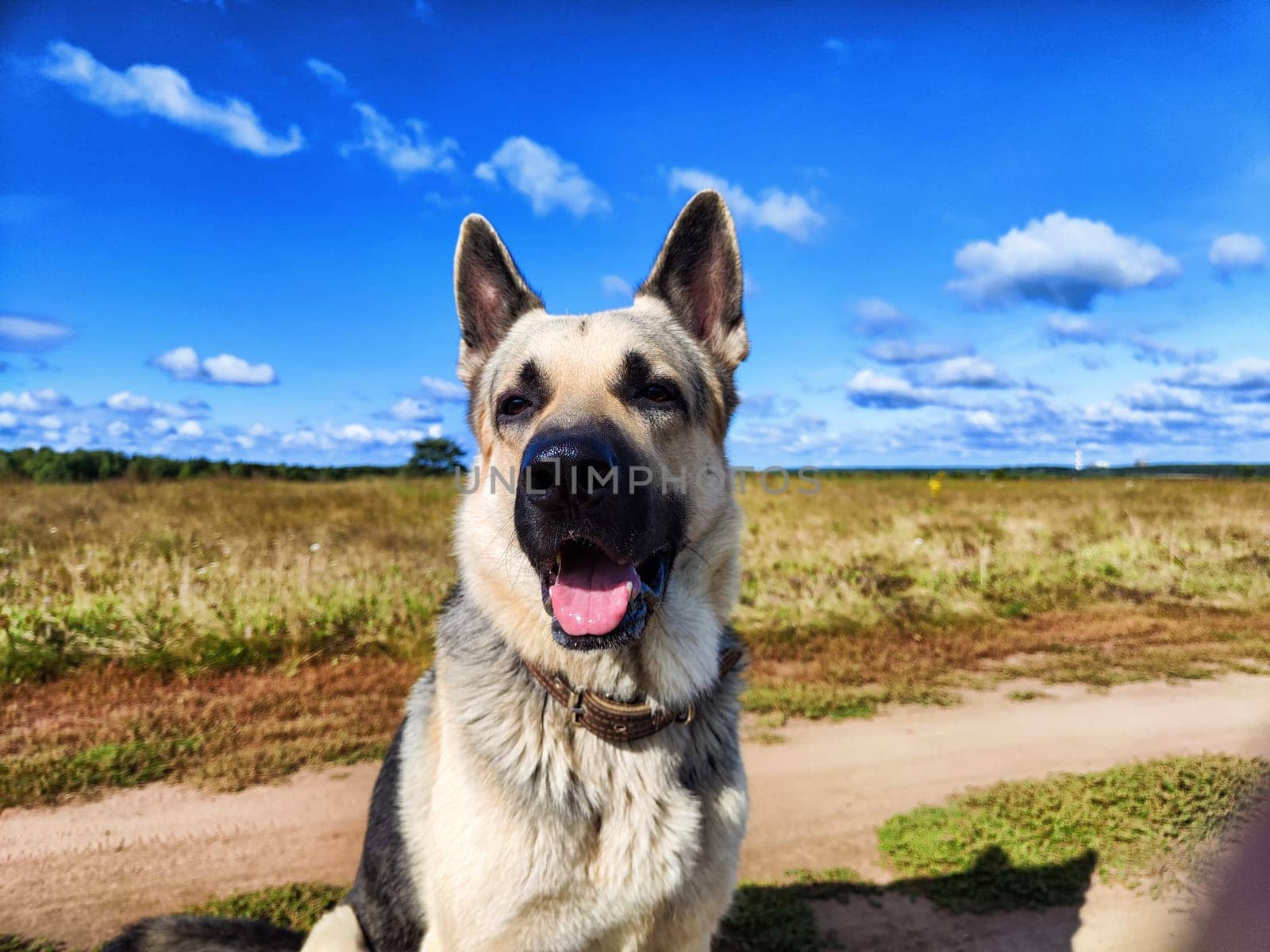 Big dog German Shepherd in a field with green and yellow grass in summer or autumn season. Russian eastern European dog veo walk on nature