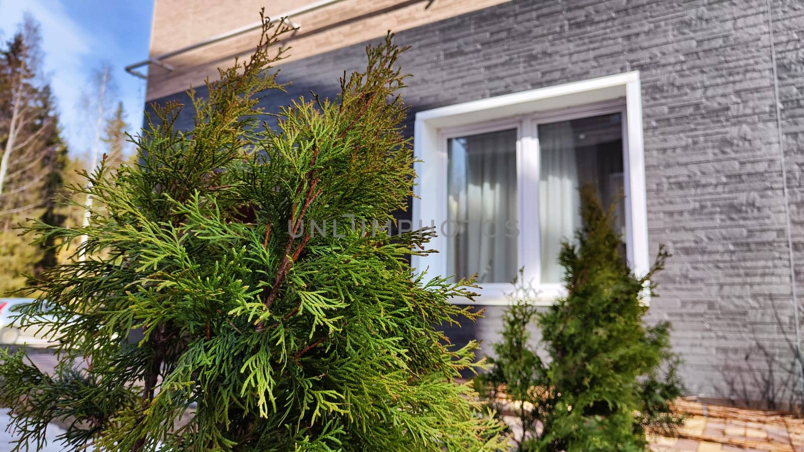 Small thuja cypress is an evergreen tree in the courtyard of the house in early spring or winter. Plants in the garden after winter