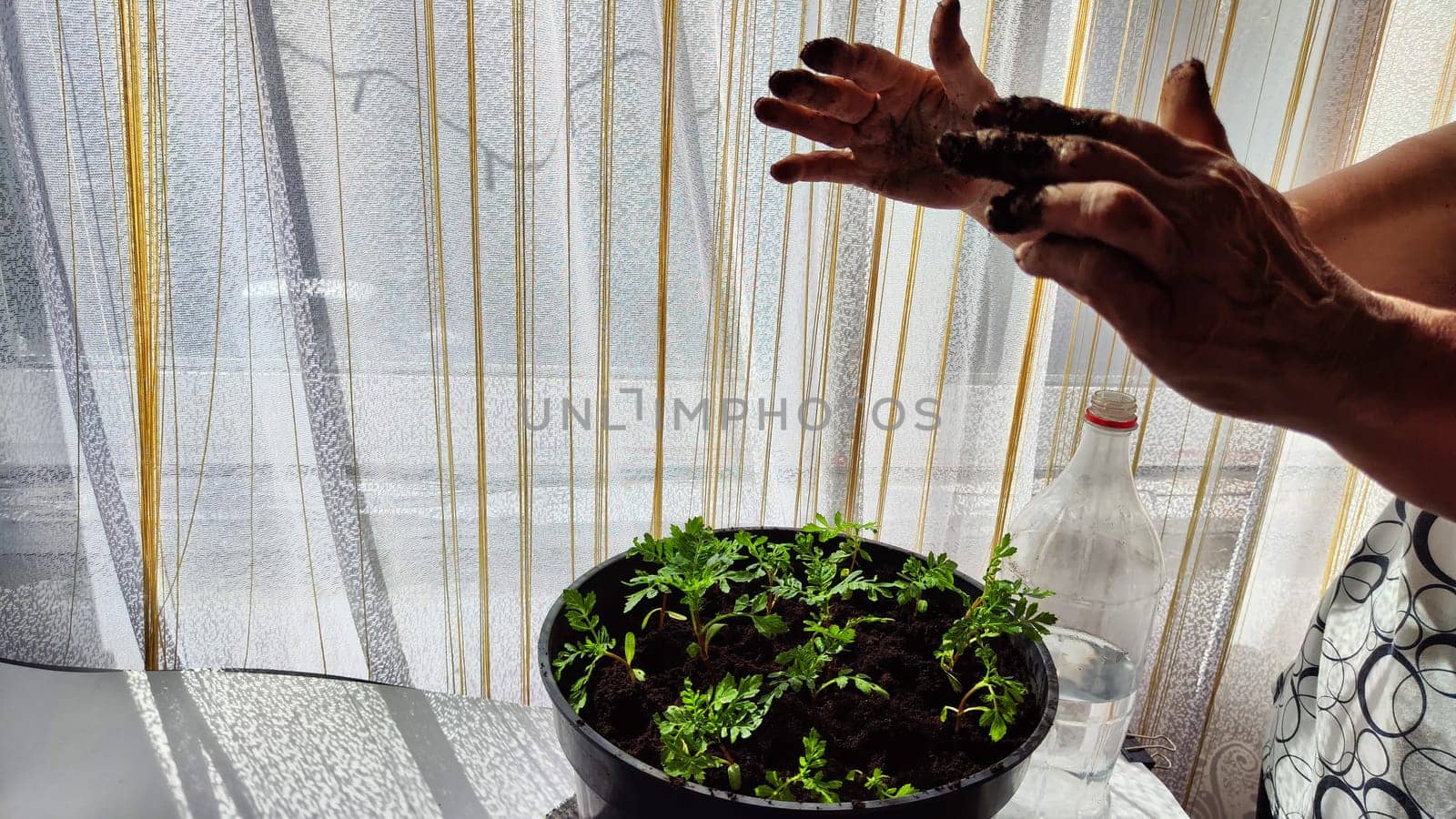 Planting marigold flowers in a pot. Reproduction of plants in spring. Young flower shoots and greenery for the garden. The hands of elderly woman, bucket of earth, green bushes and twigs with leaves