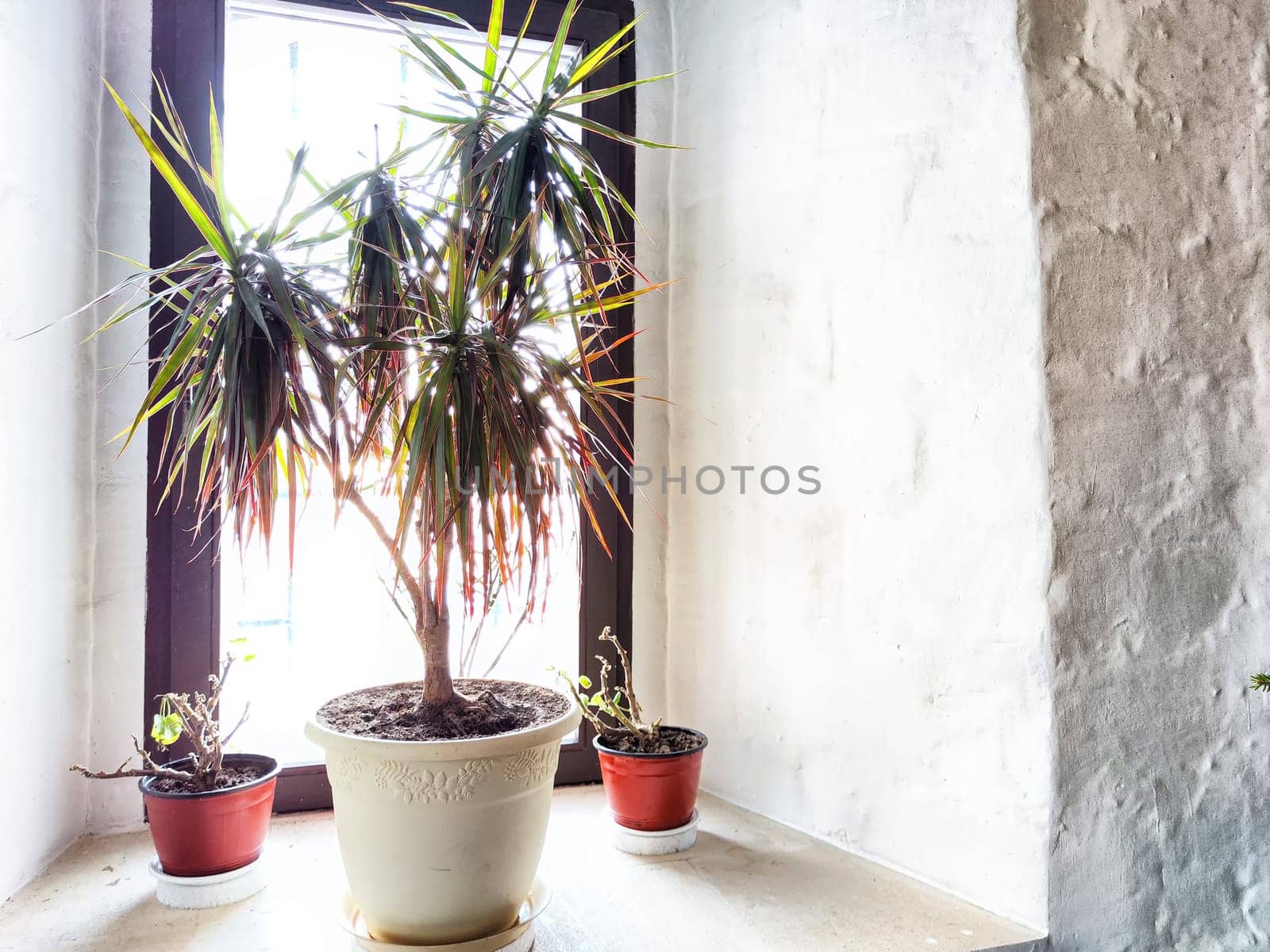 Large green dracaena on the windowsill near old wall. Flowers in the interior