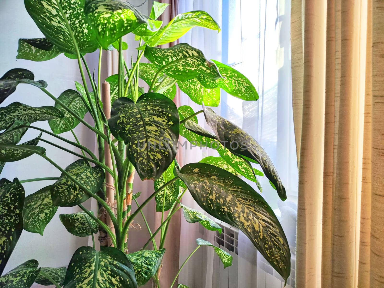 Dieffenbachia plant in a pot on a stool by the window. Retro interior in light colors. Background with plant with green leaves and fabric