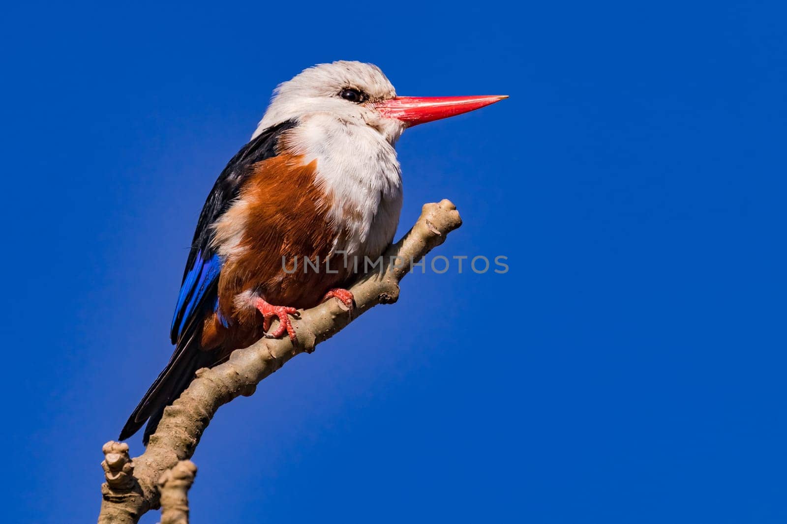 A colorful kingfisher of the species gray-headed kingfisher sits wild on a branch on the island of Santiago, Cape Verde Islands