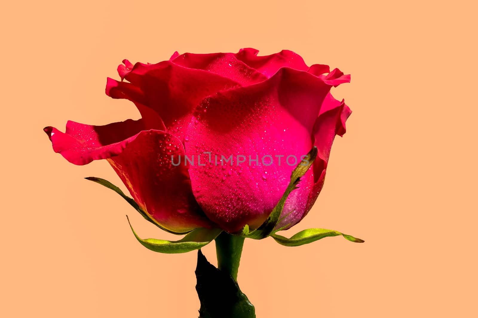 Beautiful red tea rose isolated on yellow background. Flower head close-up.