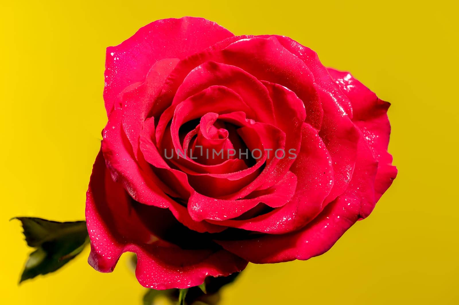 Beautiful red tea rose isolated on yellow background. Flower head close-up.