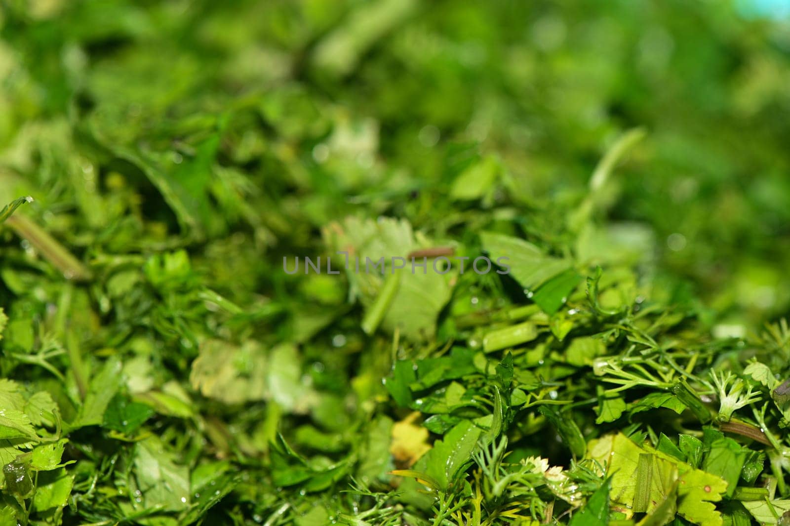 chopped cilantro for salad in the kitchen 1