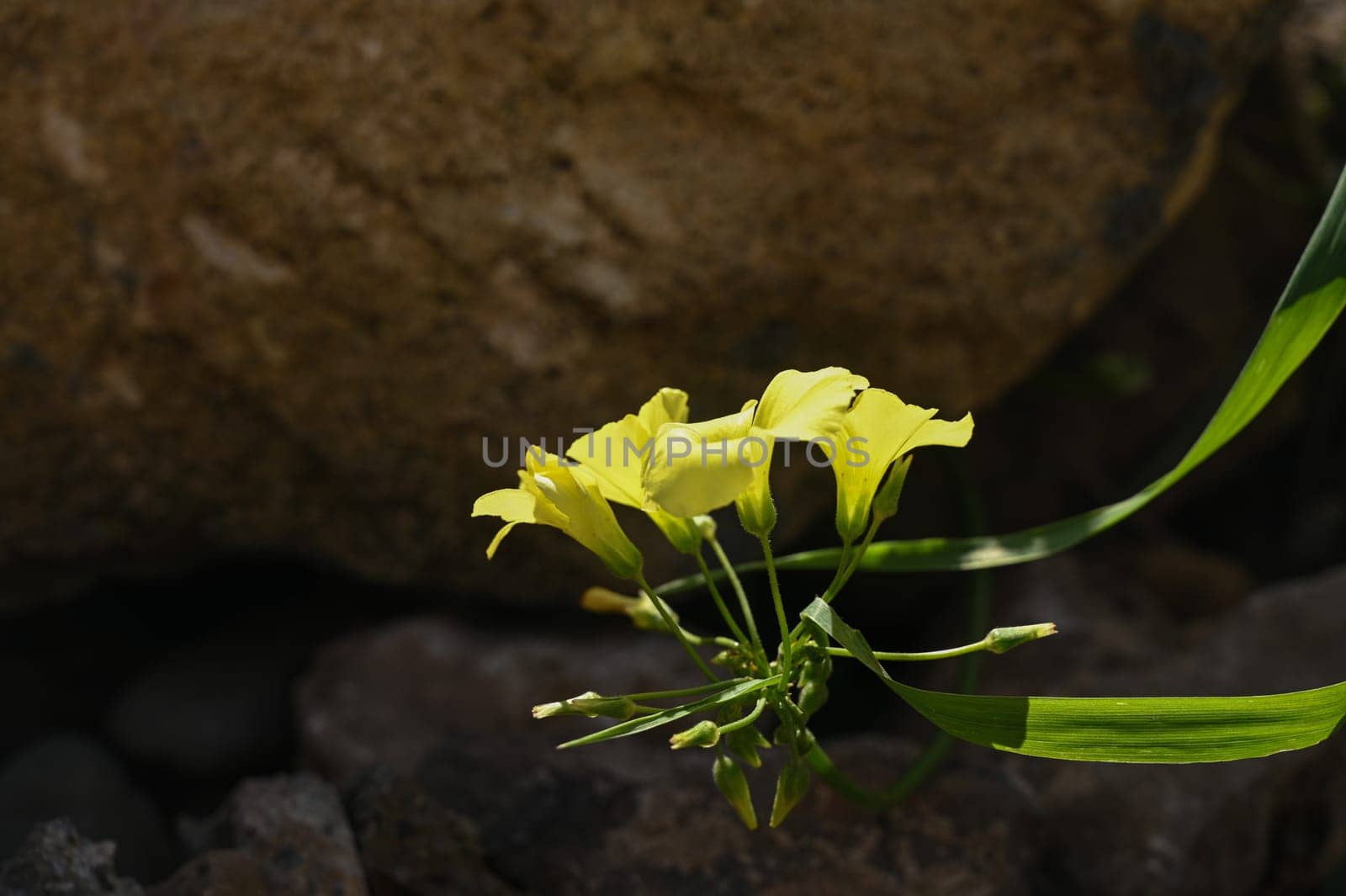 delicate yellow wild flowers on a winter day in Cyprus