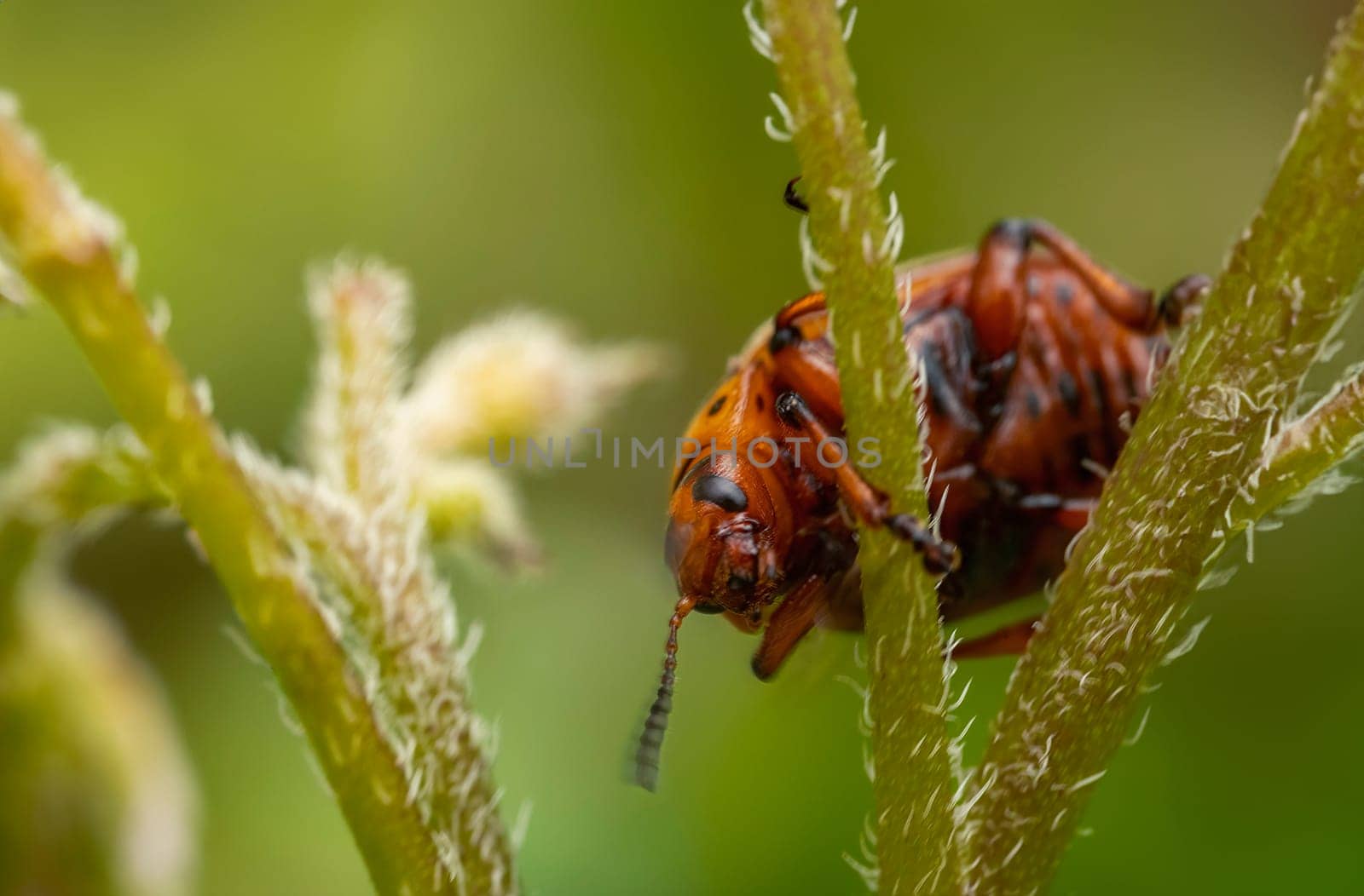 Colorado potato beetle on potato sprouts by zokov