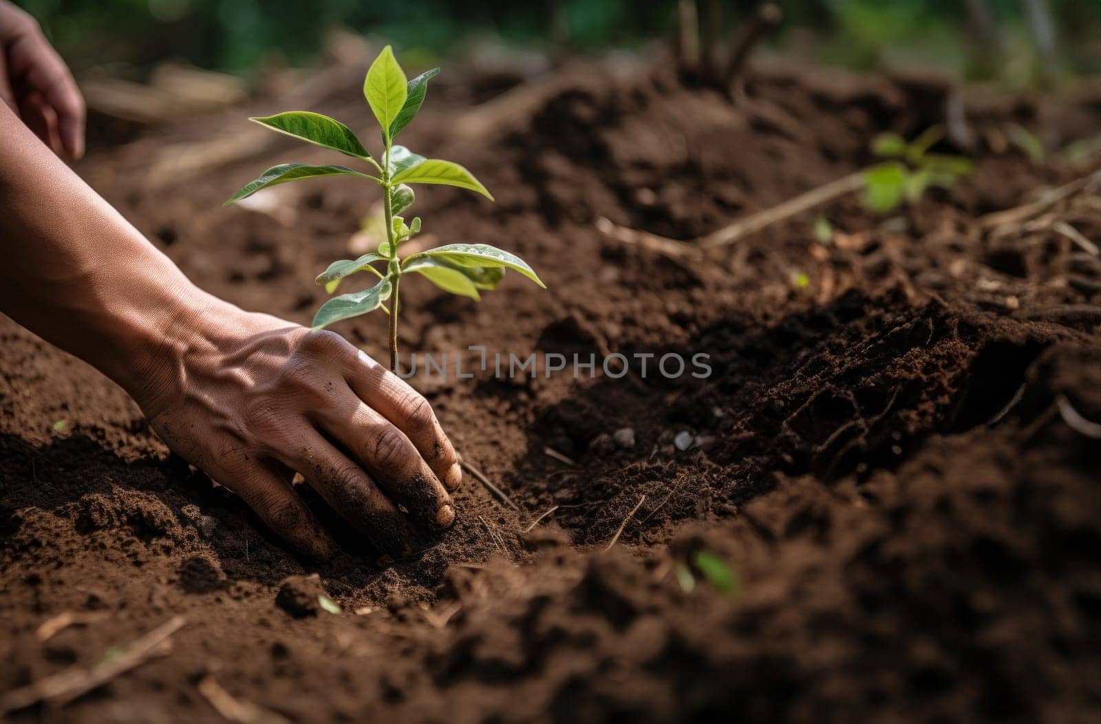 hands from a close-knit community come together to plant a young sapling, symbolizing collective growth, environmental stewardship, and the nurturing bond between people and nature.Generated image.