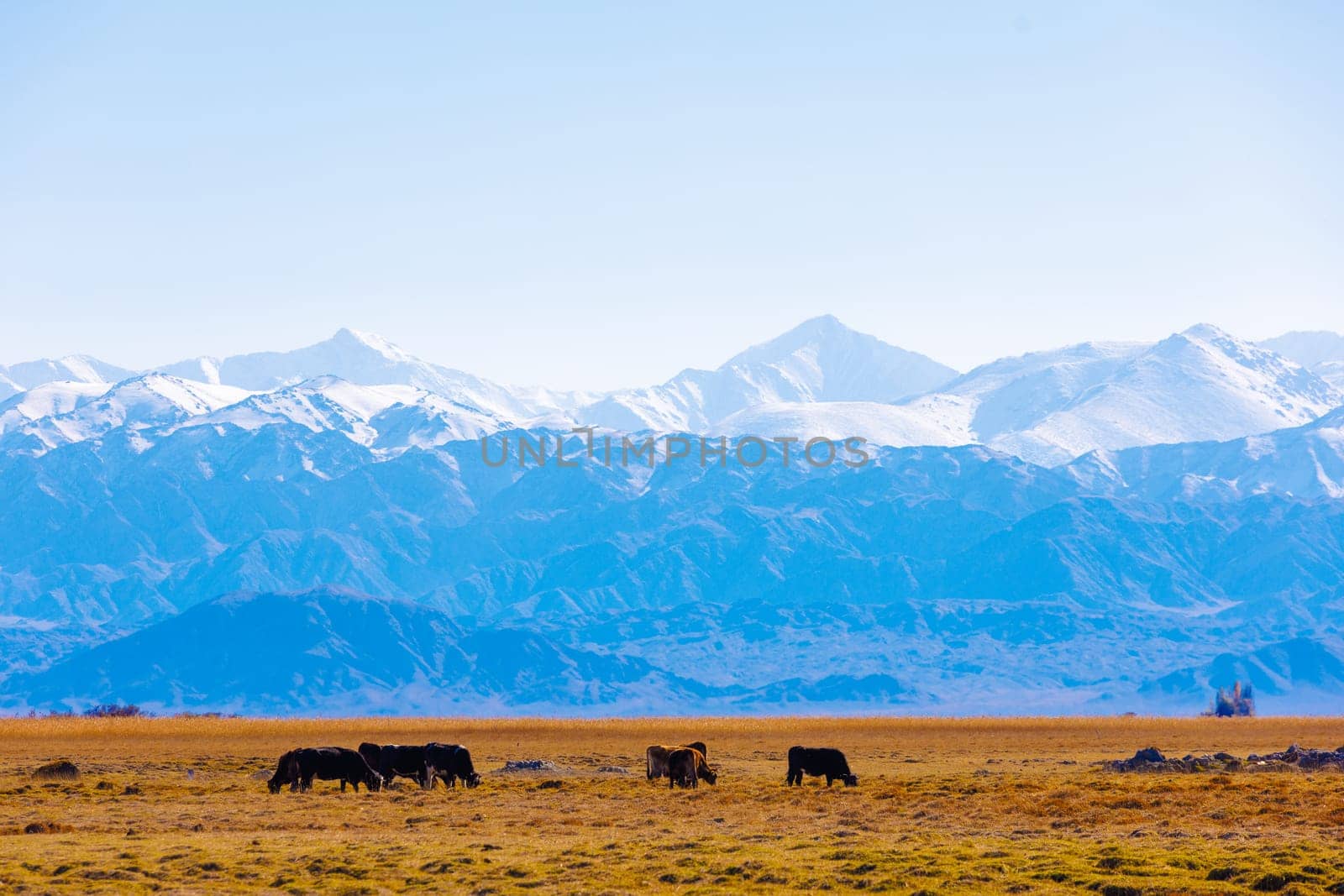 group of free-range grazing cows on yellow dry grass field in front of mountains sunny autumn afternoon.