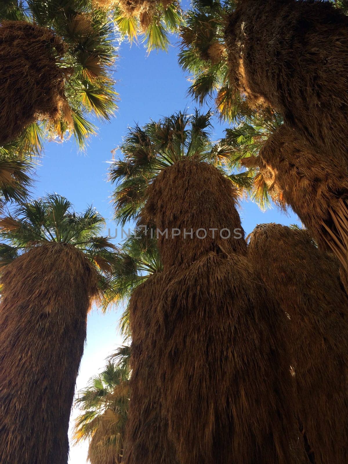 Palm Canyon Oasis, Palm Tree Grove, in Anza Borrego Desert State Park. High quality photo