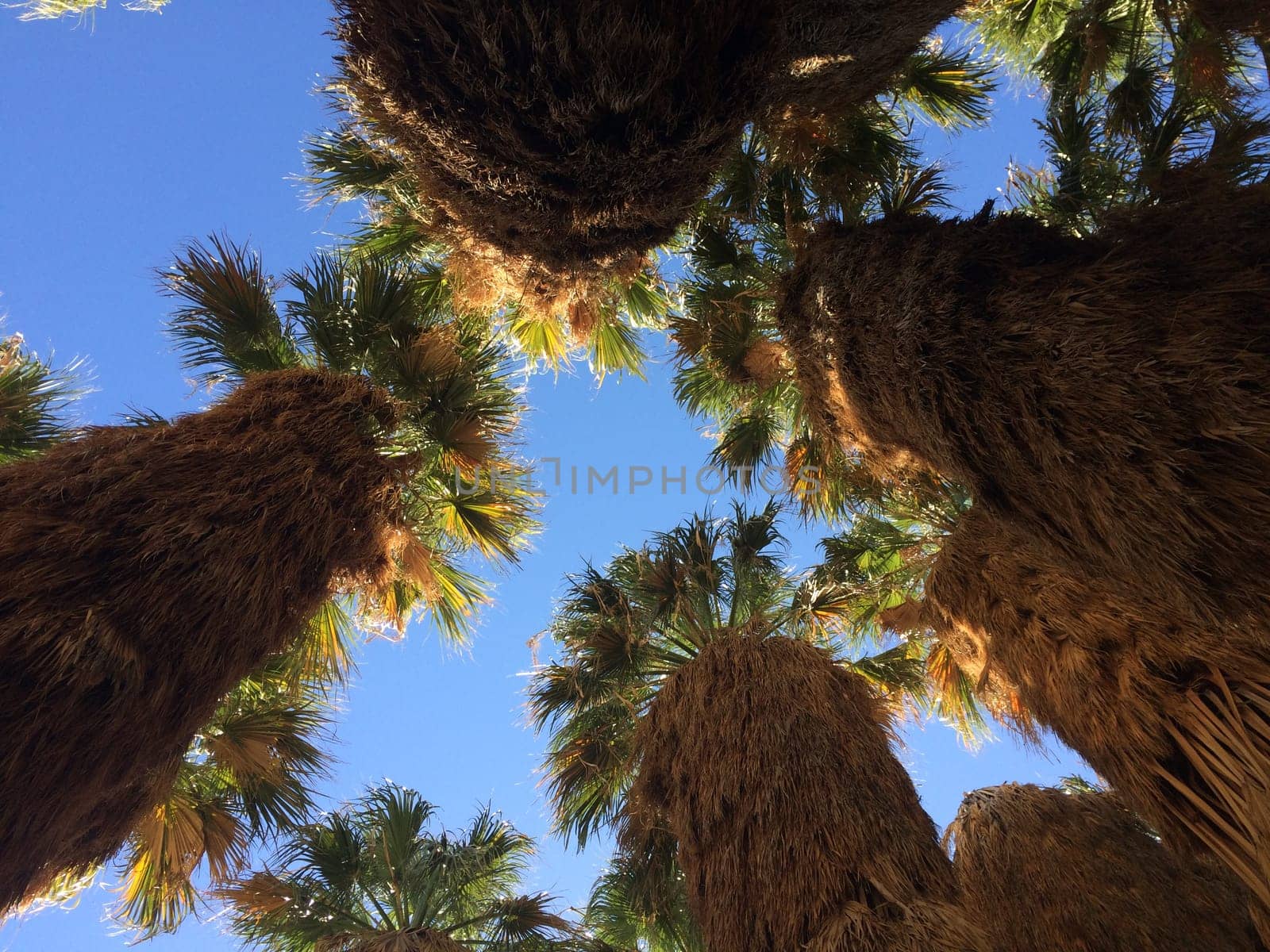 Looking Up at Skirted Palm Trees, Oasis in Anza Borrego Desert State Park by grumblytumbleweed