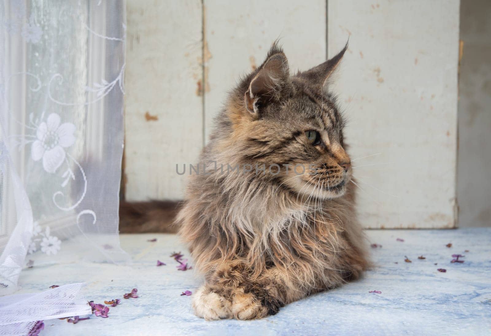 a brown fluffy Maine Coon cat sits with his paws folded on the windowsill, keeping purebred pets in an apartment, high quality photo
