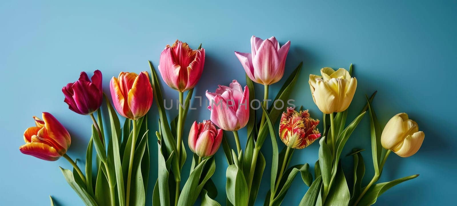 Assorted tulips in vibrant colors arranged against a calming blue backdrop, symbolizing spring.