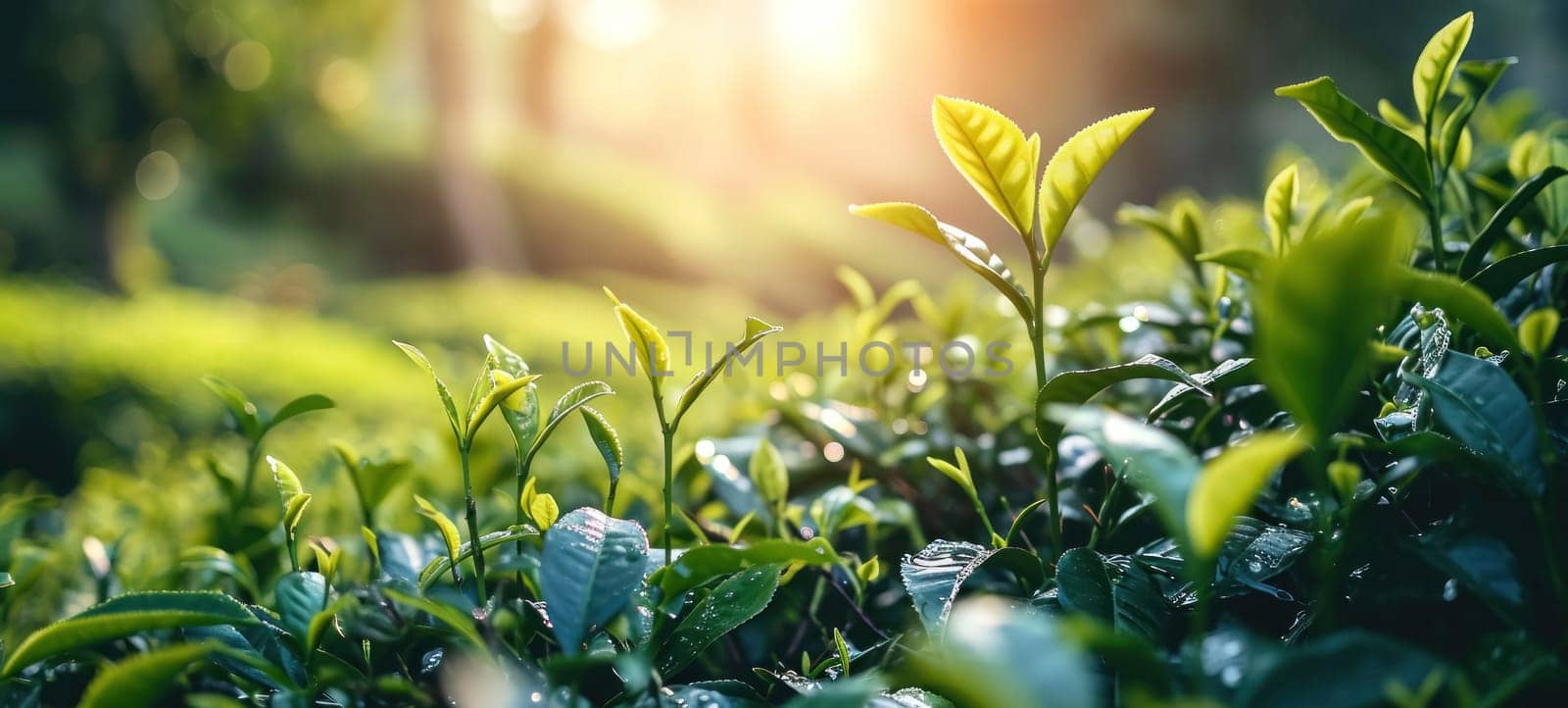 Sunrise casting a warm glow over the verdant slopes of a tea plantation, highlighting the fresh green leaves.